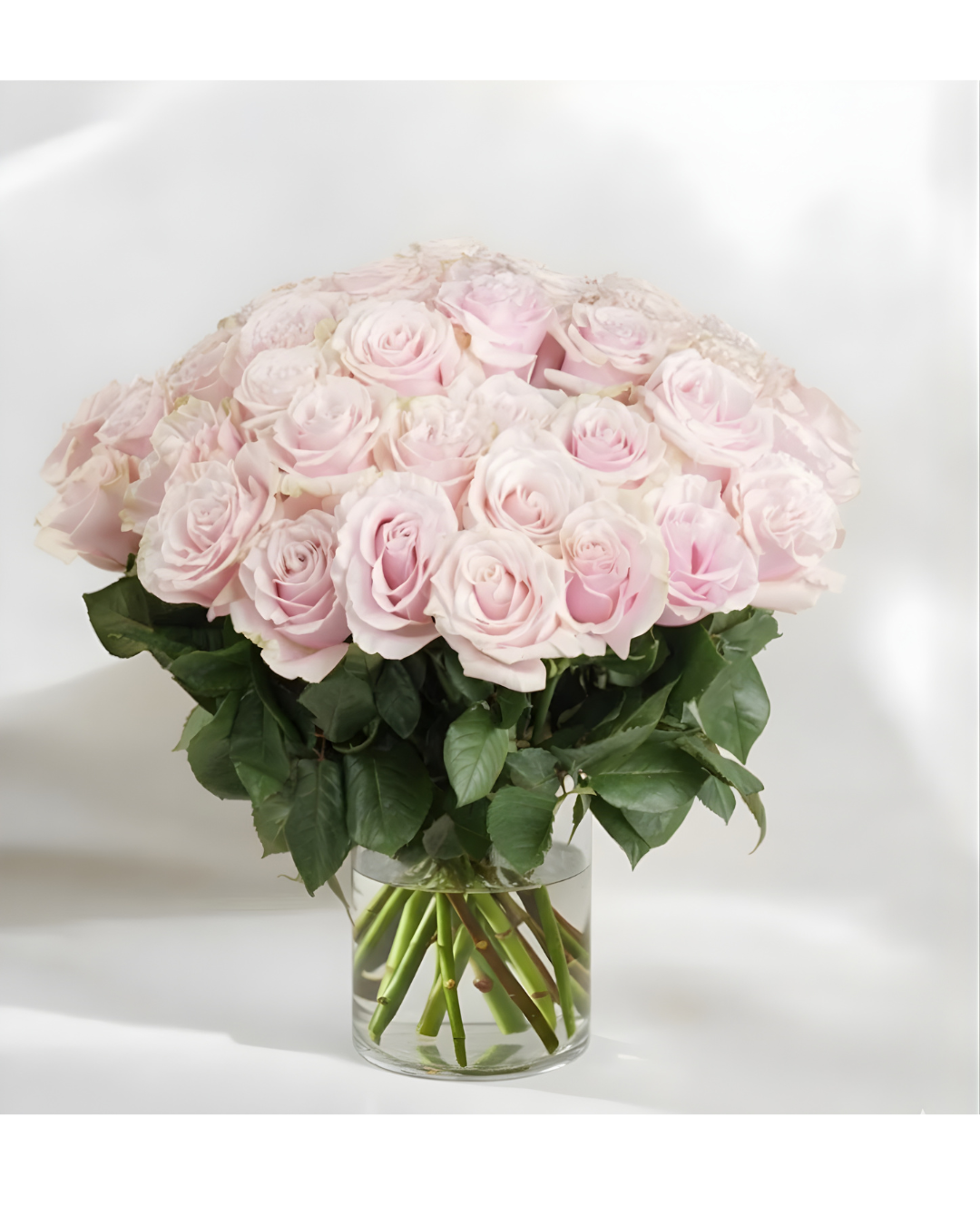 Valentine's Day | 2 Dozen Pink Roses