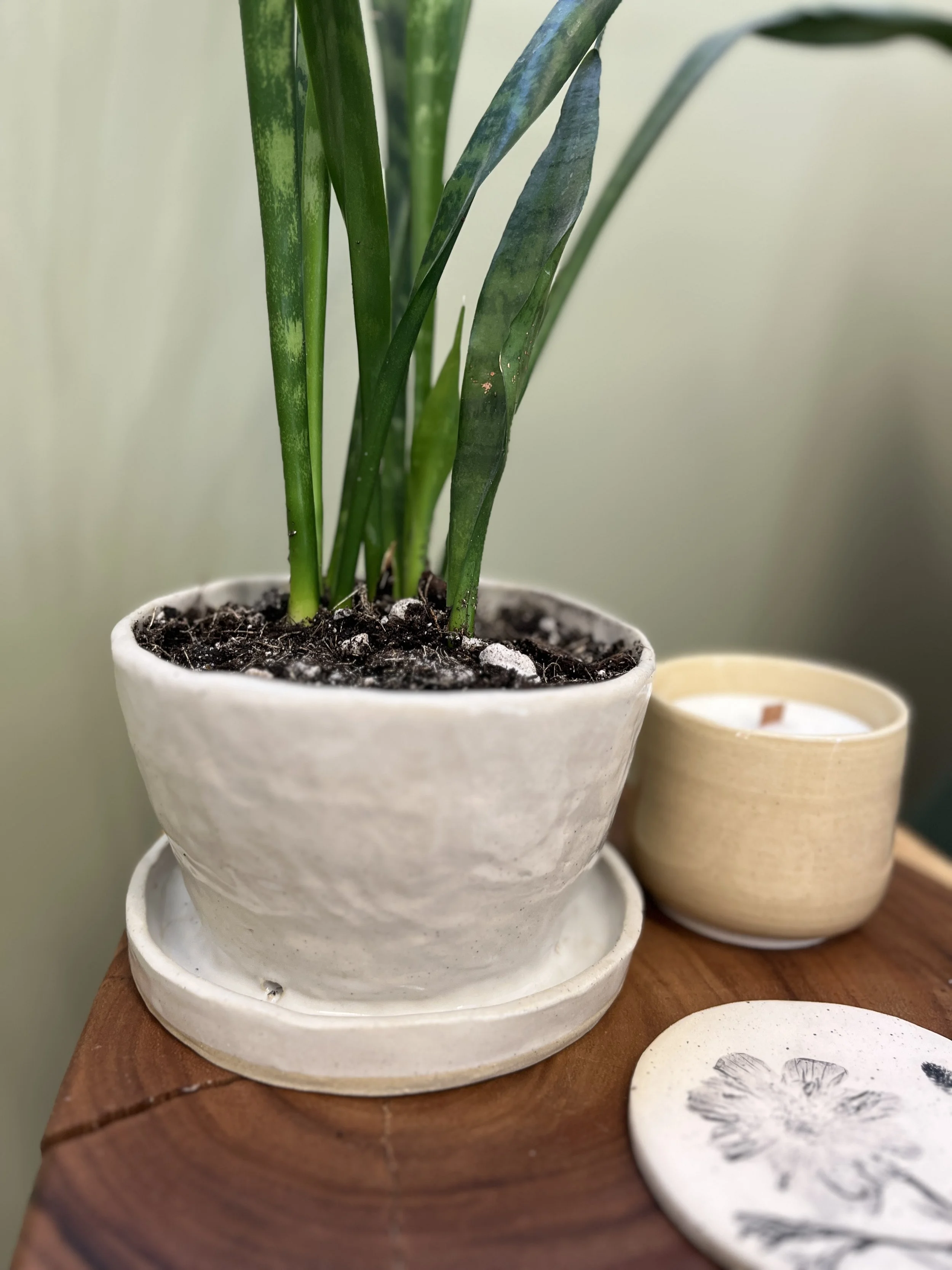 Coiled Planter Pottery Workshop