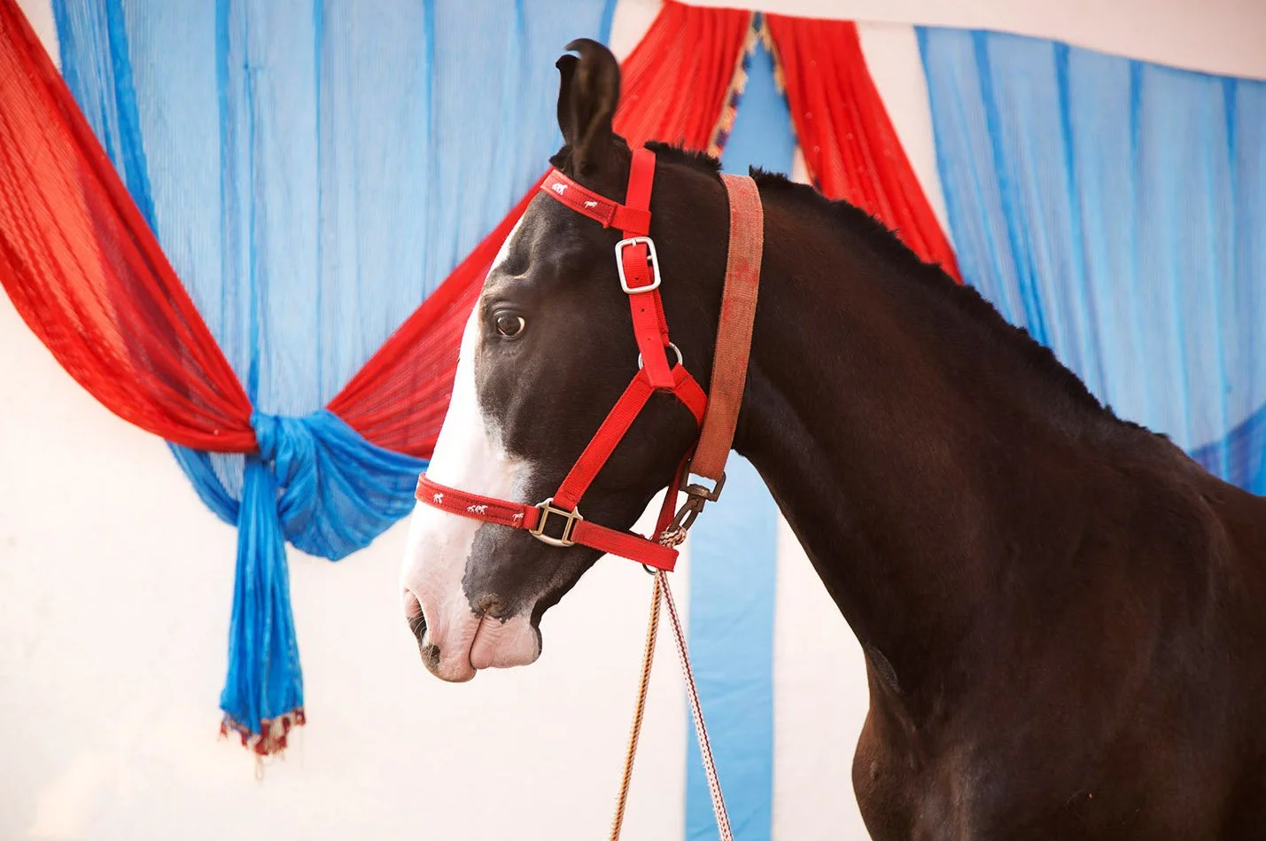 Pageant Beauty by Donna DeMari is a photograph of a Horse taken in India against a colorful red and blue backdrop. Fine Art Photograph available through 1905 Contemporary.