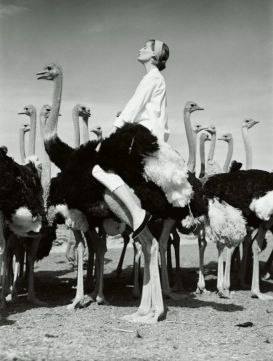 Wenda Parkinson and Ostriches by Norman Parkinson was photographed for British Vogue in Oudtshoorn, South Africa, capturing Wenda Parkinson poised effortlessly atop an ostrich in a scene that feels both surreal and impossibly elegant. 

Parkinson&rsq