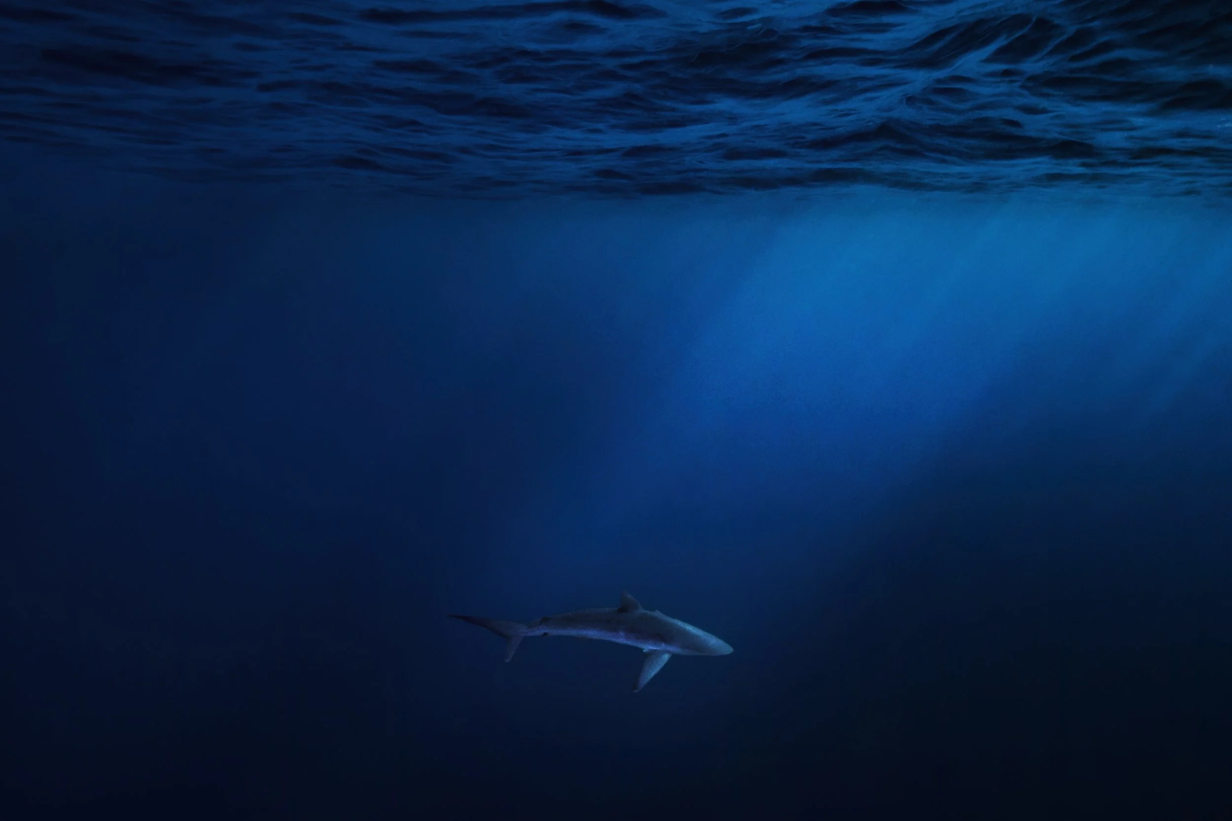 azul by cristina mittermeier.jpg