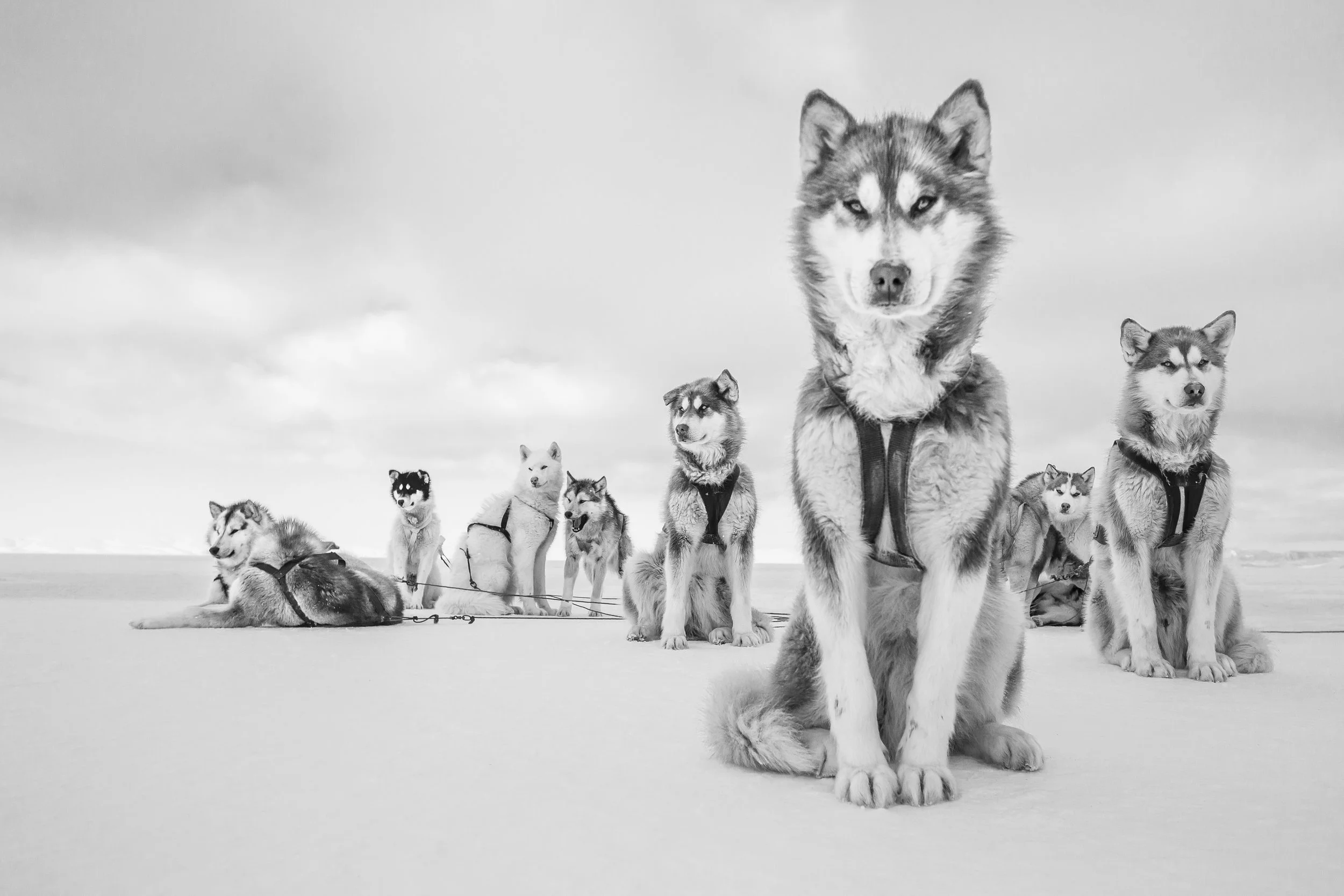 Big Shot by Cristina Mittermeier .jpg