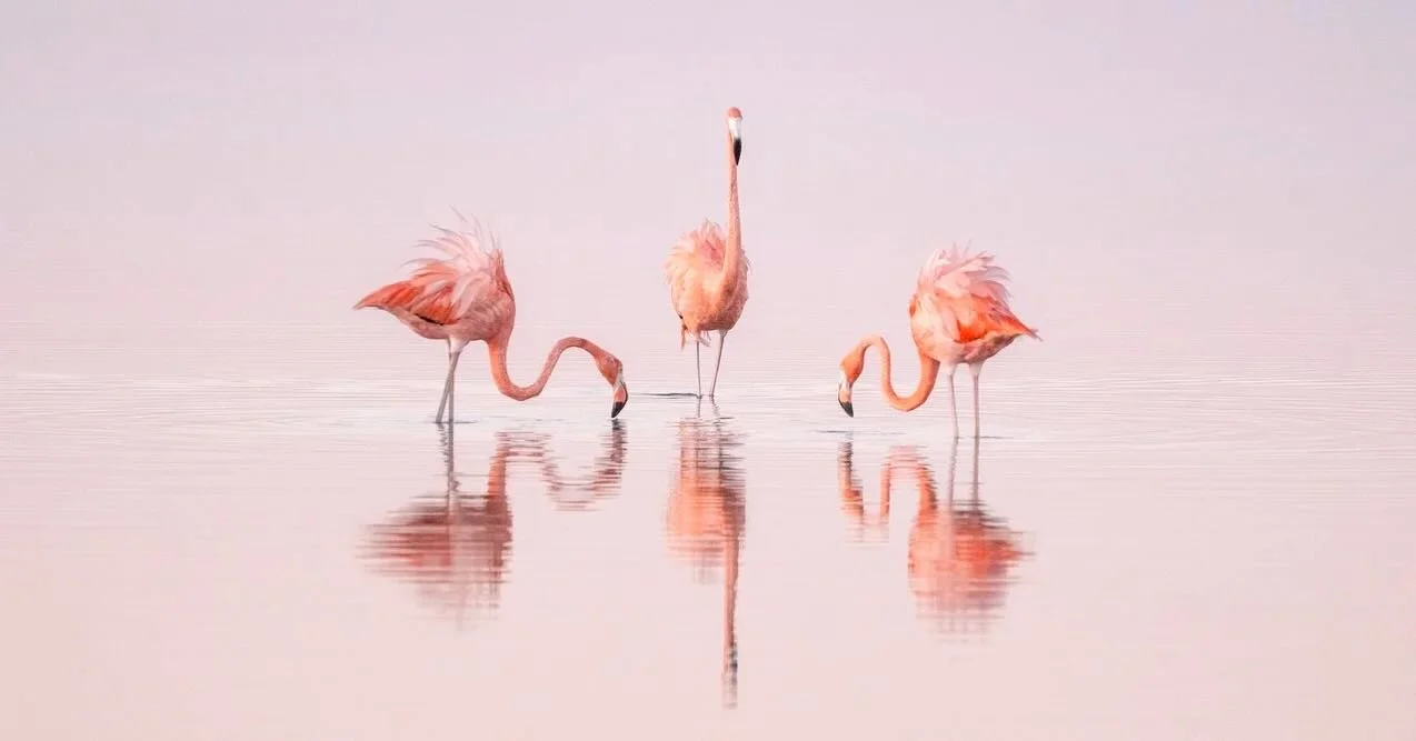 &ldquo;Pink Dancers&rdquo; by Cristina Mittermeier | Reflected across still water like brushstrokes on canvas, the flamingos move with an almost choreographed elegance, balancing softness, movement, and symmetry in a way that feels both serene and su