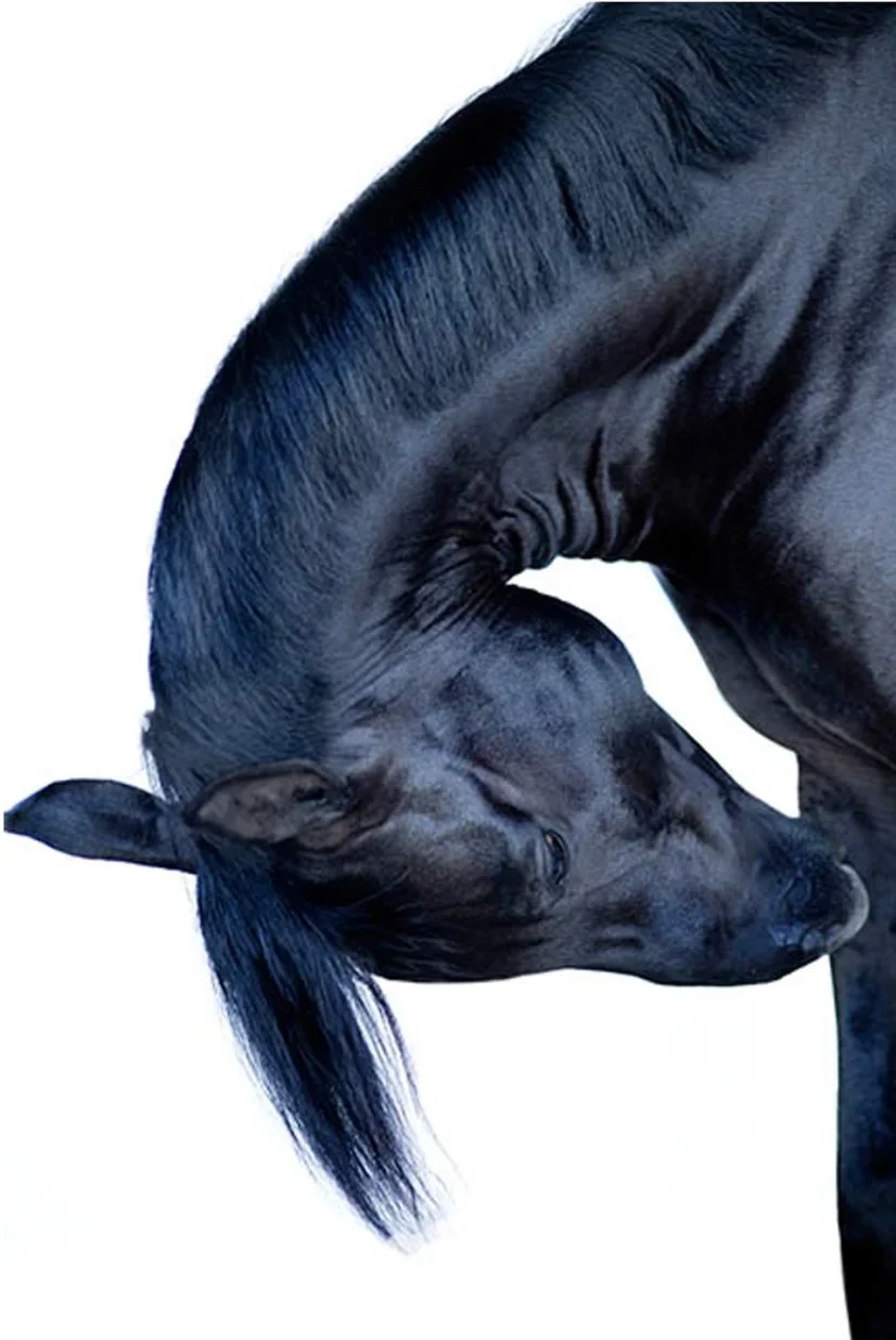 blackvelvet.webp
