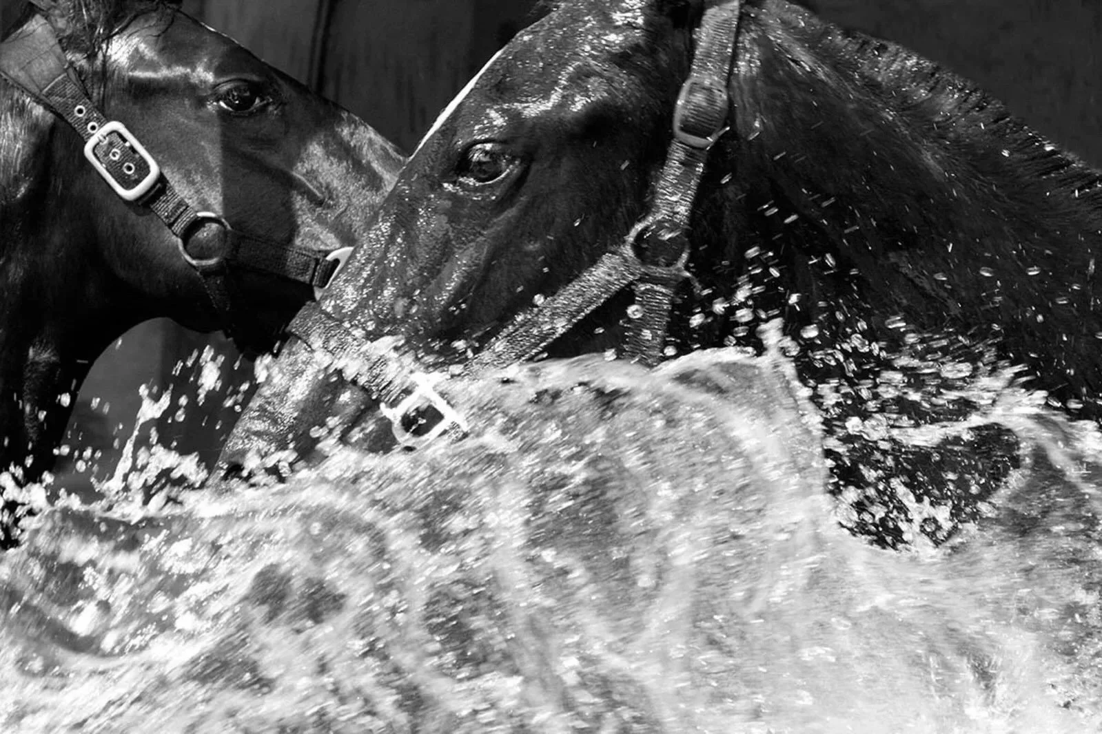 In the Water by @donnademariphotography | A striking study of movement, instinct, and the relationship between horse and water, captured in DeMari&rsquo;s unmistakably cinematic black and white.

We recently spoke with Donna about her career, her app