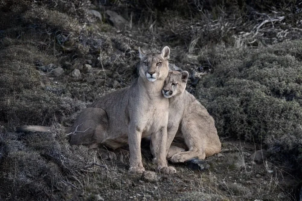 P.S. I Love You by Cristina Mittermeier captures a rare moment of tenderness between a puma mother and cub in the landscape of Patagonia.

One stands alert while the other leans in close, revealing a quiet bond of protection and trust. Both cinematic