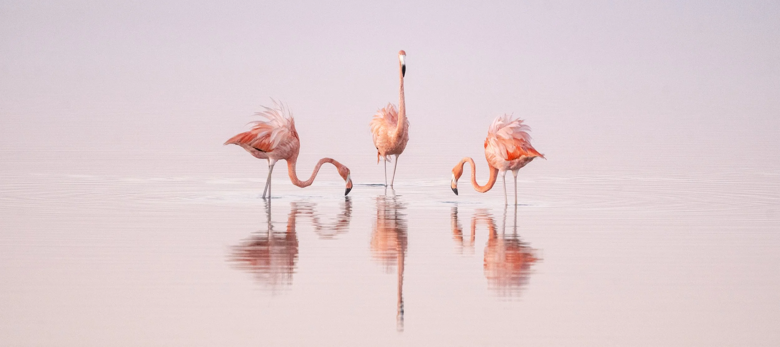 Pink Dancers by Cristina Mittermeier for sale at 1905 Contemporary