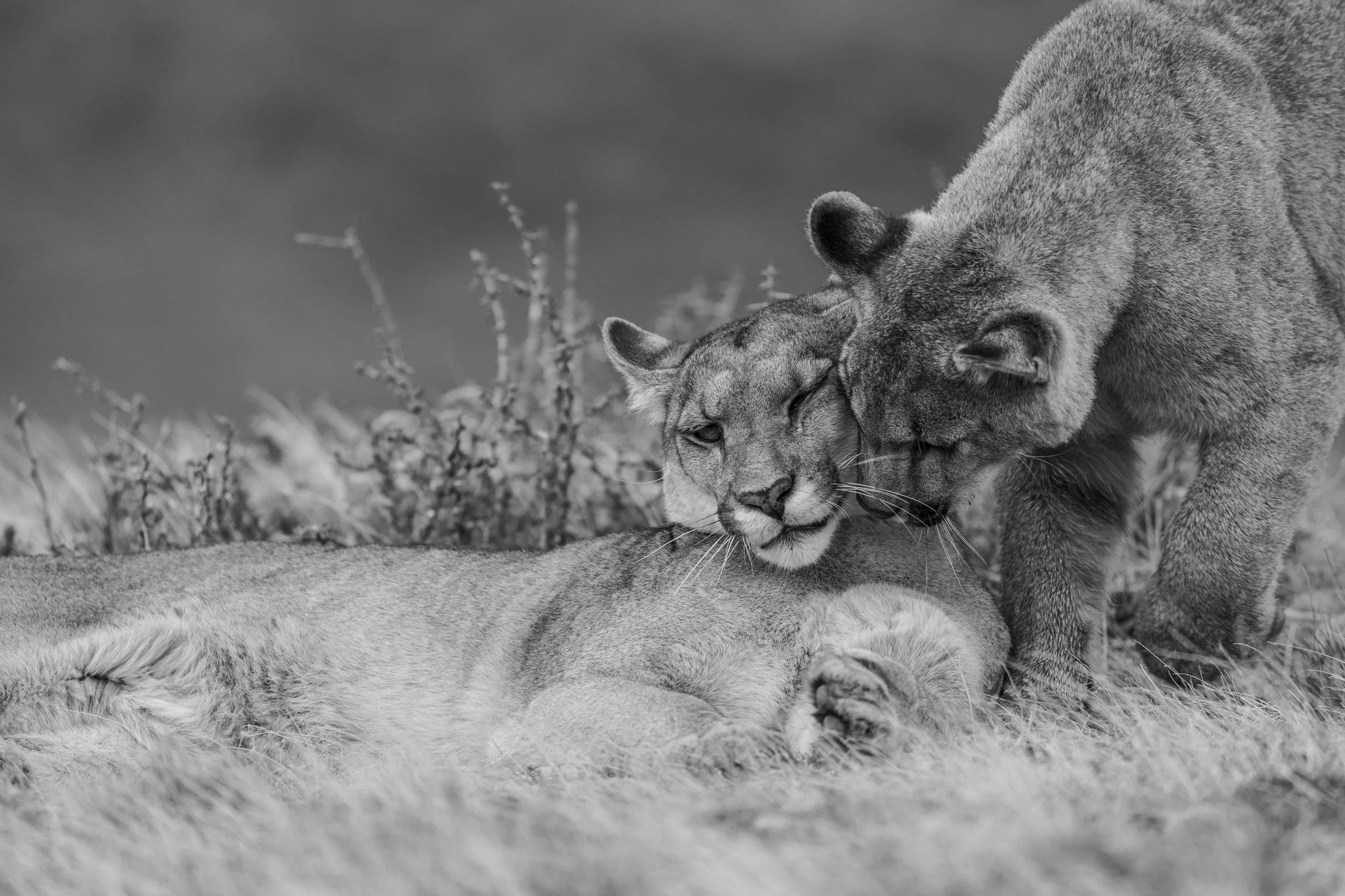 Mother by Cristina Mittermeier for Sale at 1905 Contemporary