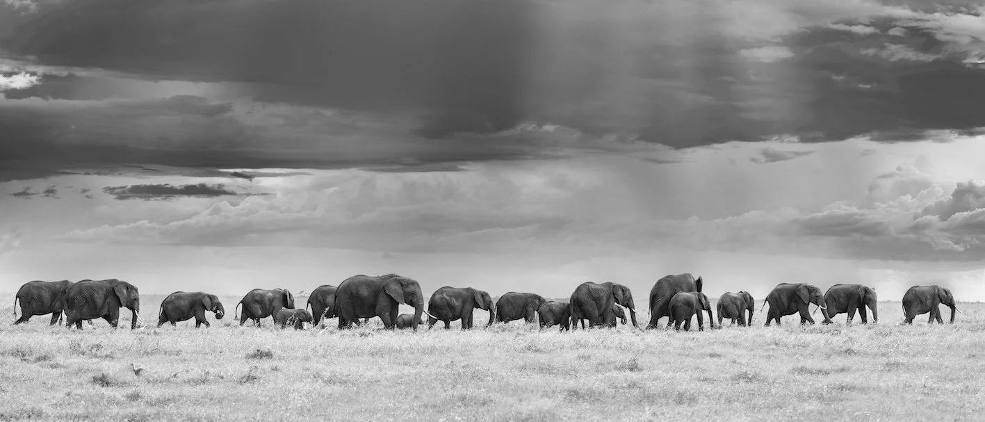 Elephant Train