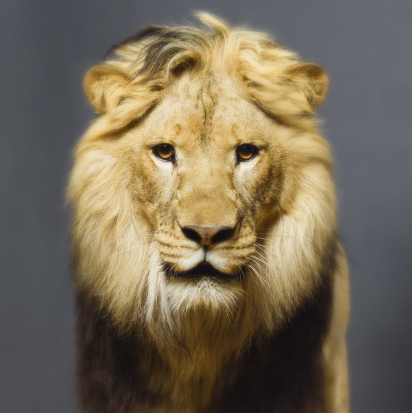 Luke by Tyler Shields, color portrait photograph of a lion facing forward, contemporary fine art photography
