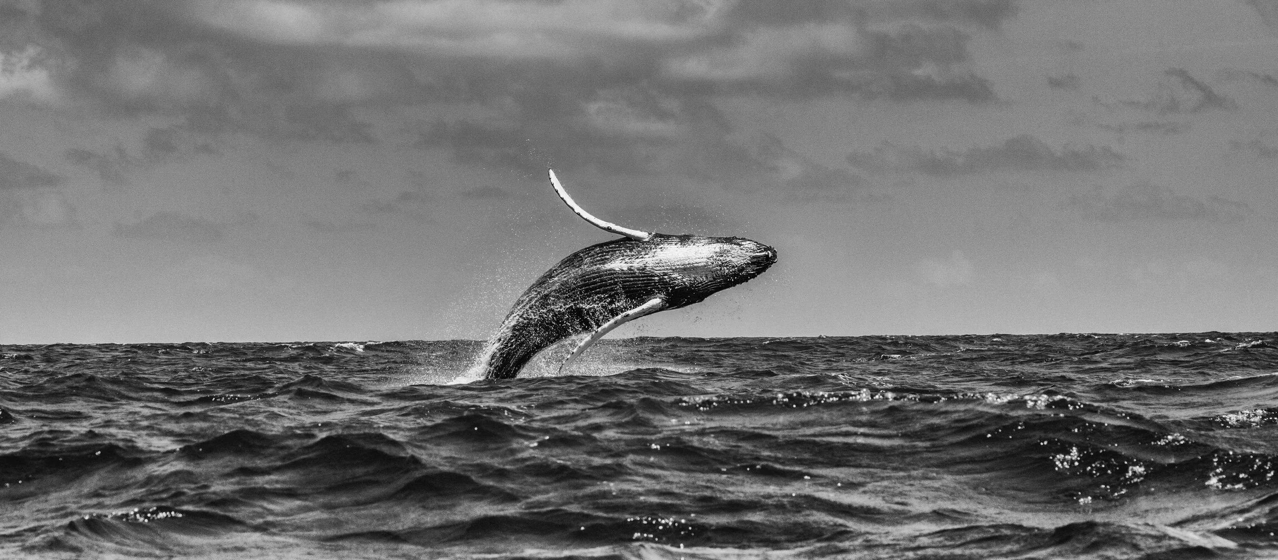 Leap by Cristina Mittermeier
