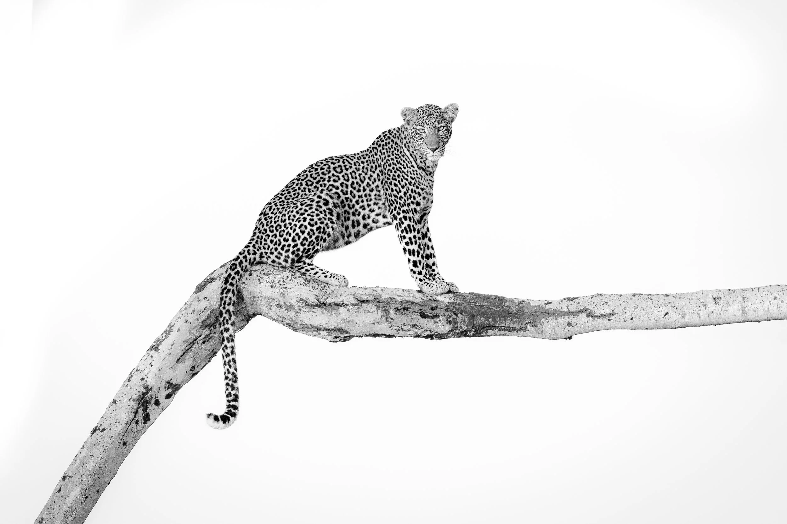 How the Leopard Got Its Spots