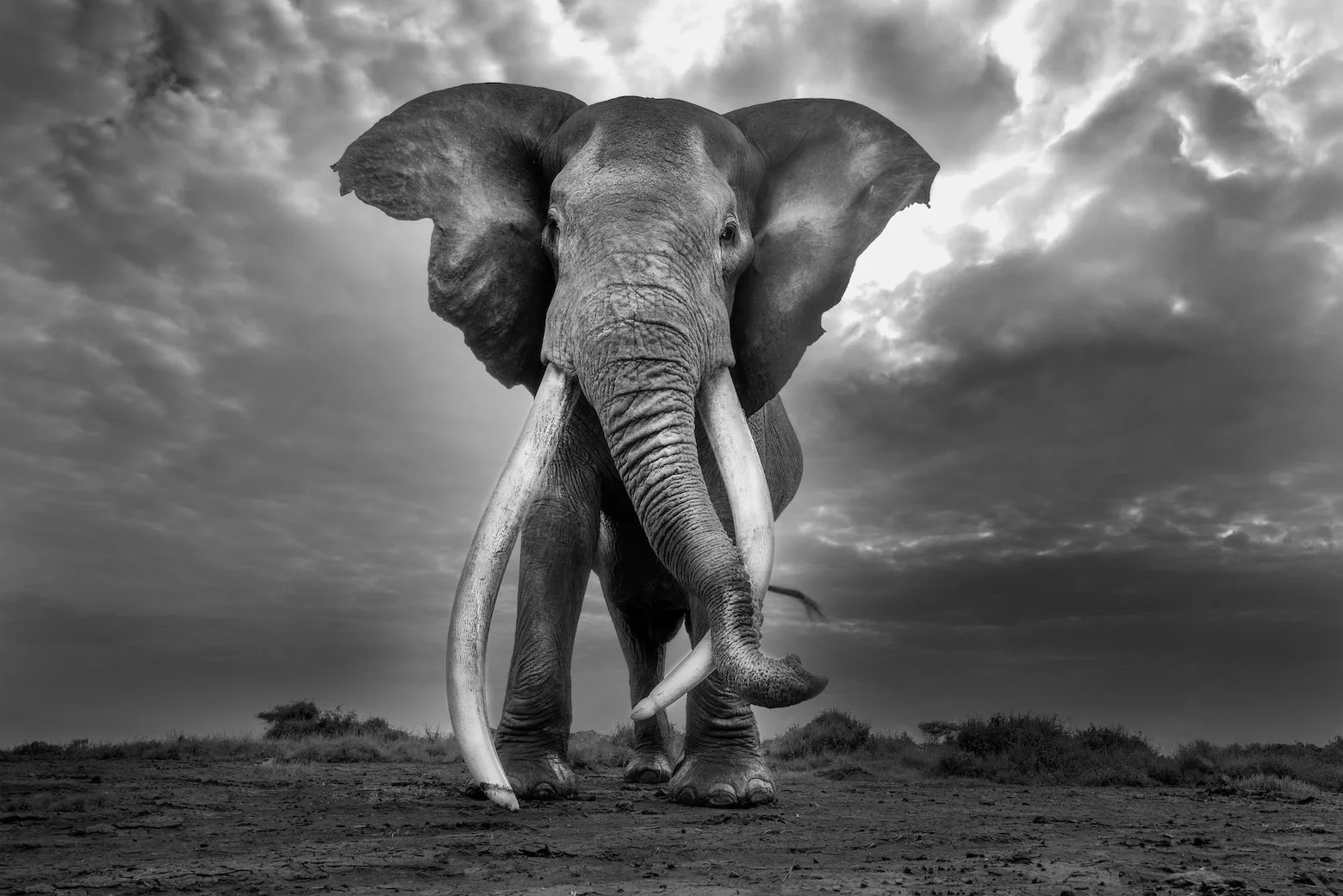 Memory and Thunder by Cristina Mittermeier for Sale at 1905 Contemporary