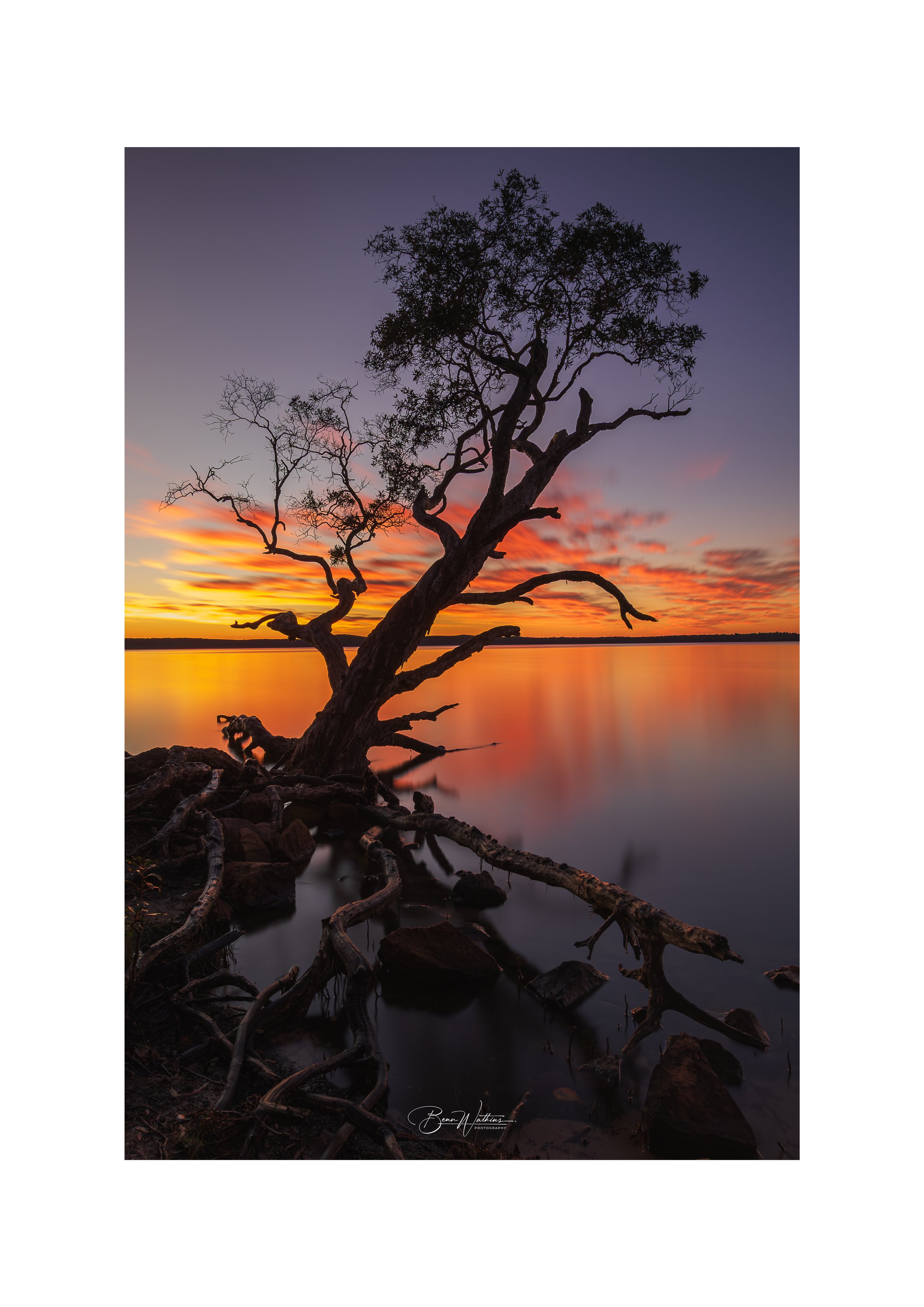 Noosa's Lake Tree Web File .jpg