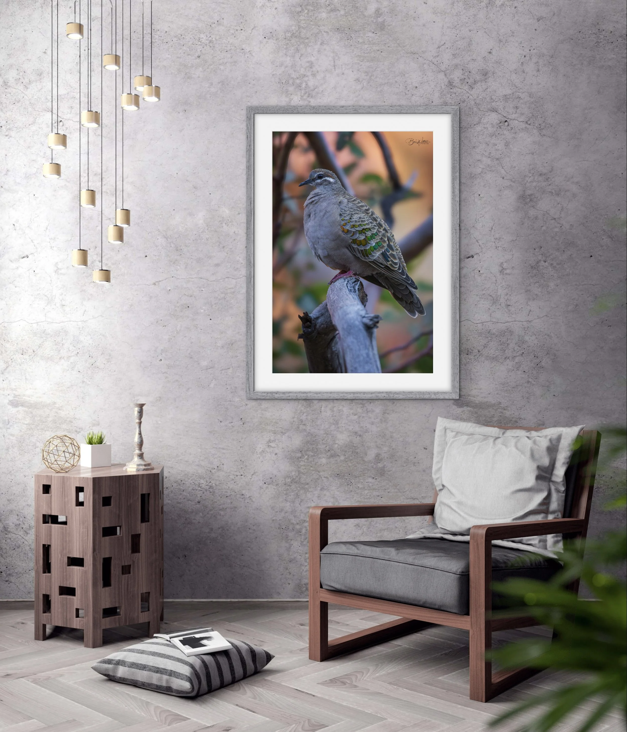 Bronzewing Scene .jpg