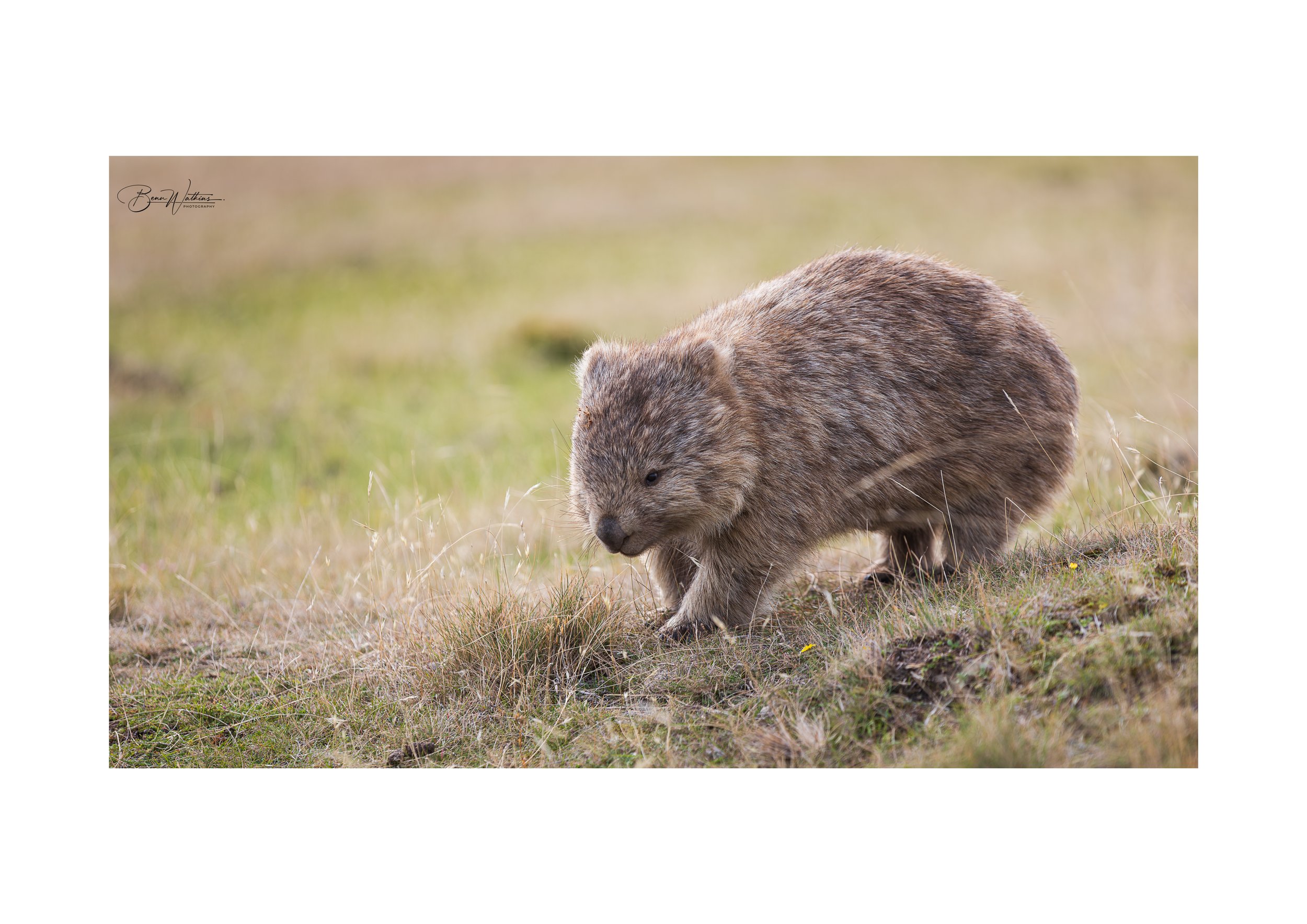 Wombat's Of Maria Web File .jpg
