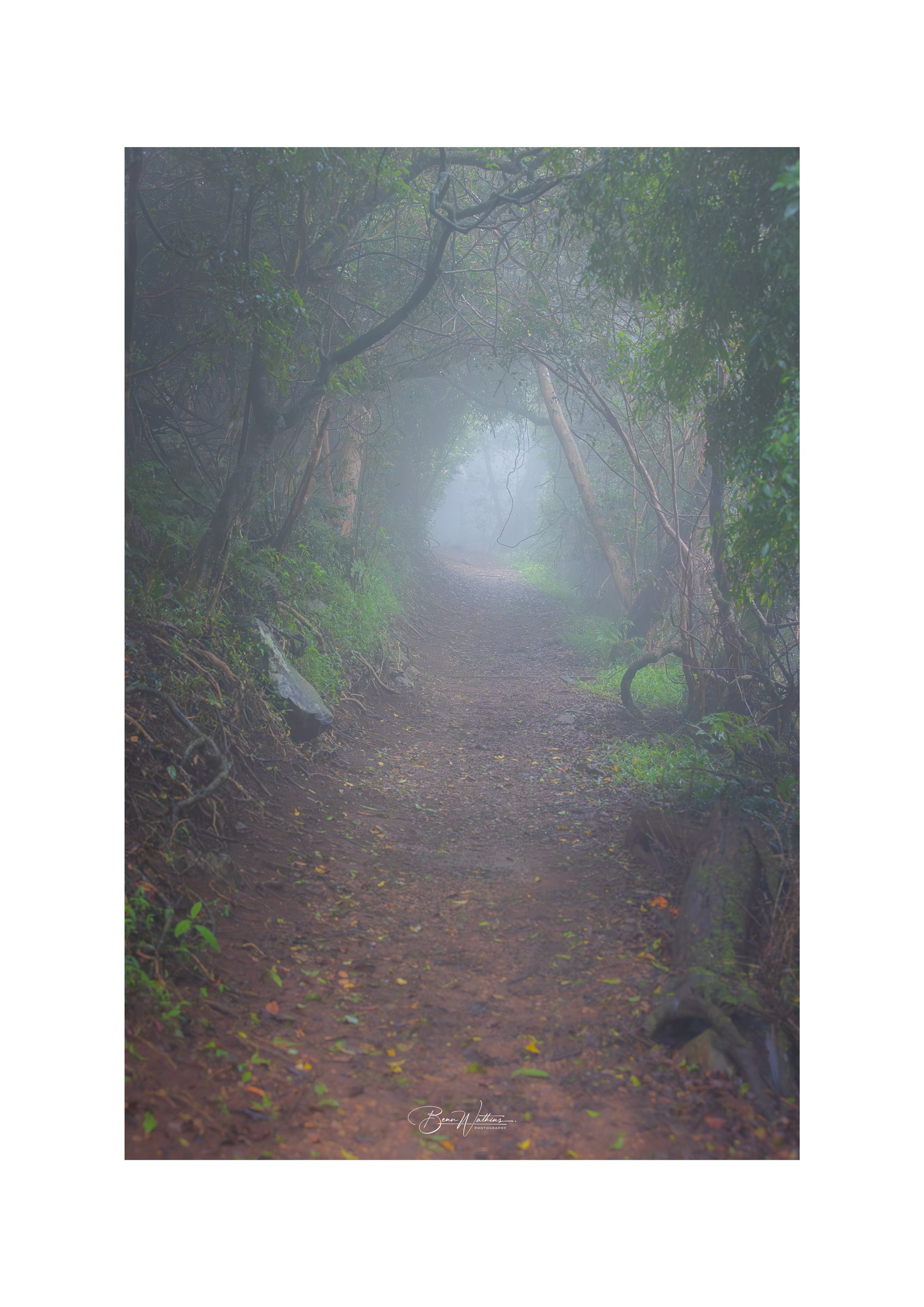 Tunnel Of Fog Web File .jpg