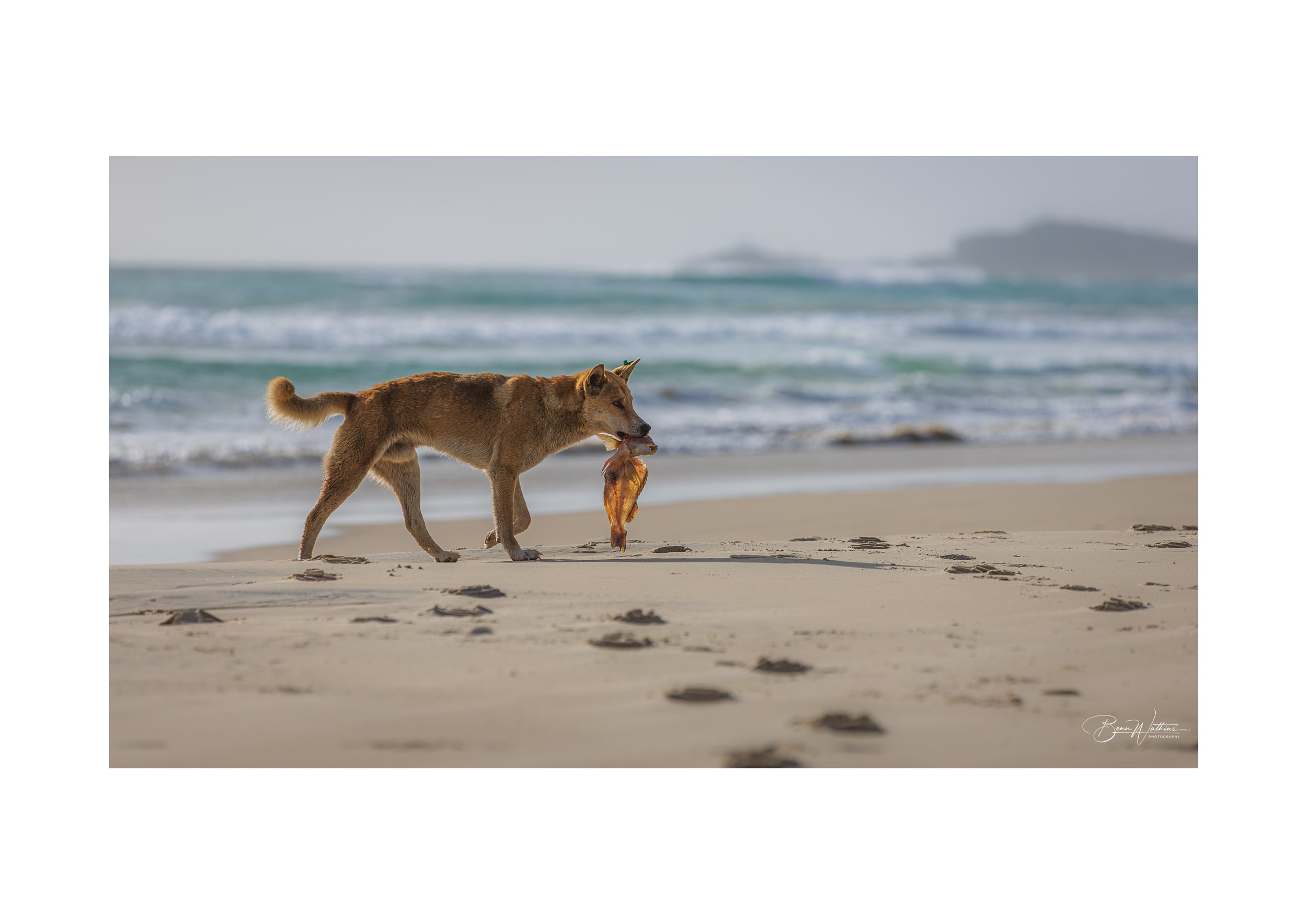 A Dingo's Breakfast Web File .jpg