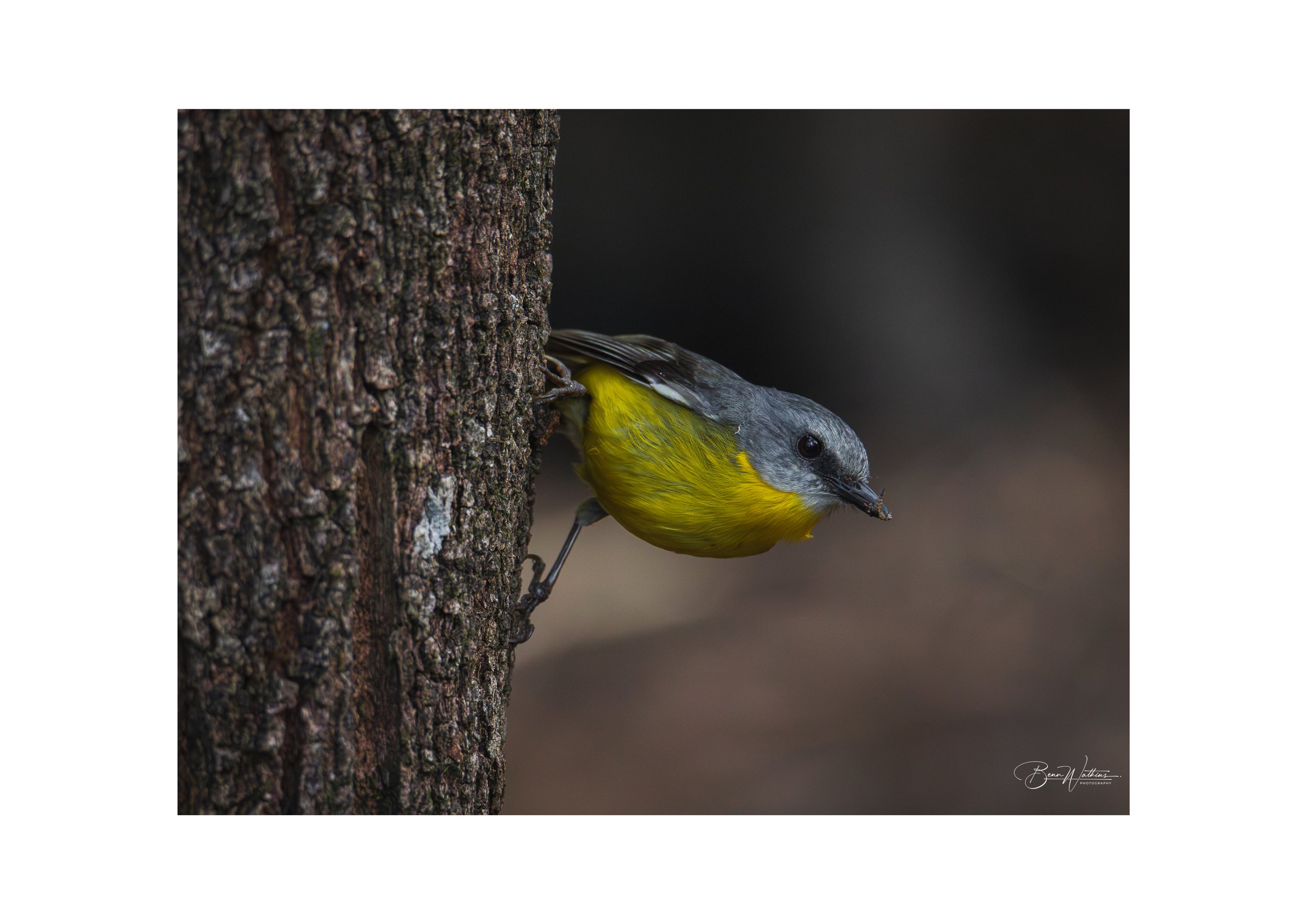 Eastern Yellow Robin Web File .jpg
