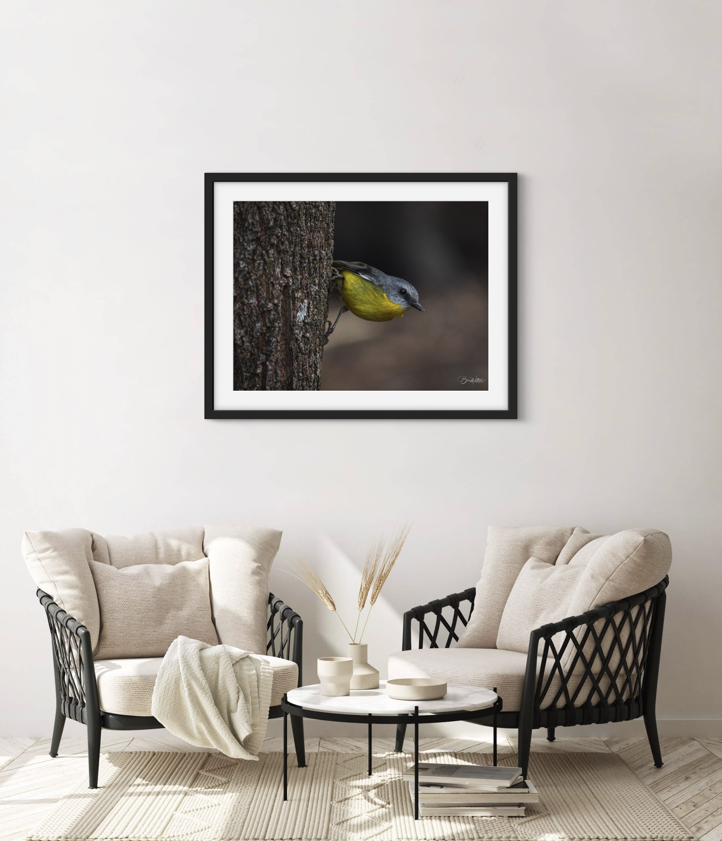 Eastern Yellow Robin Scene .jpg