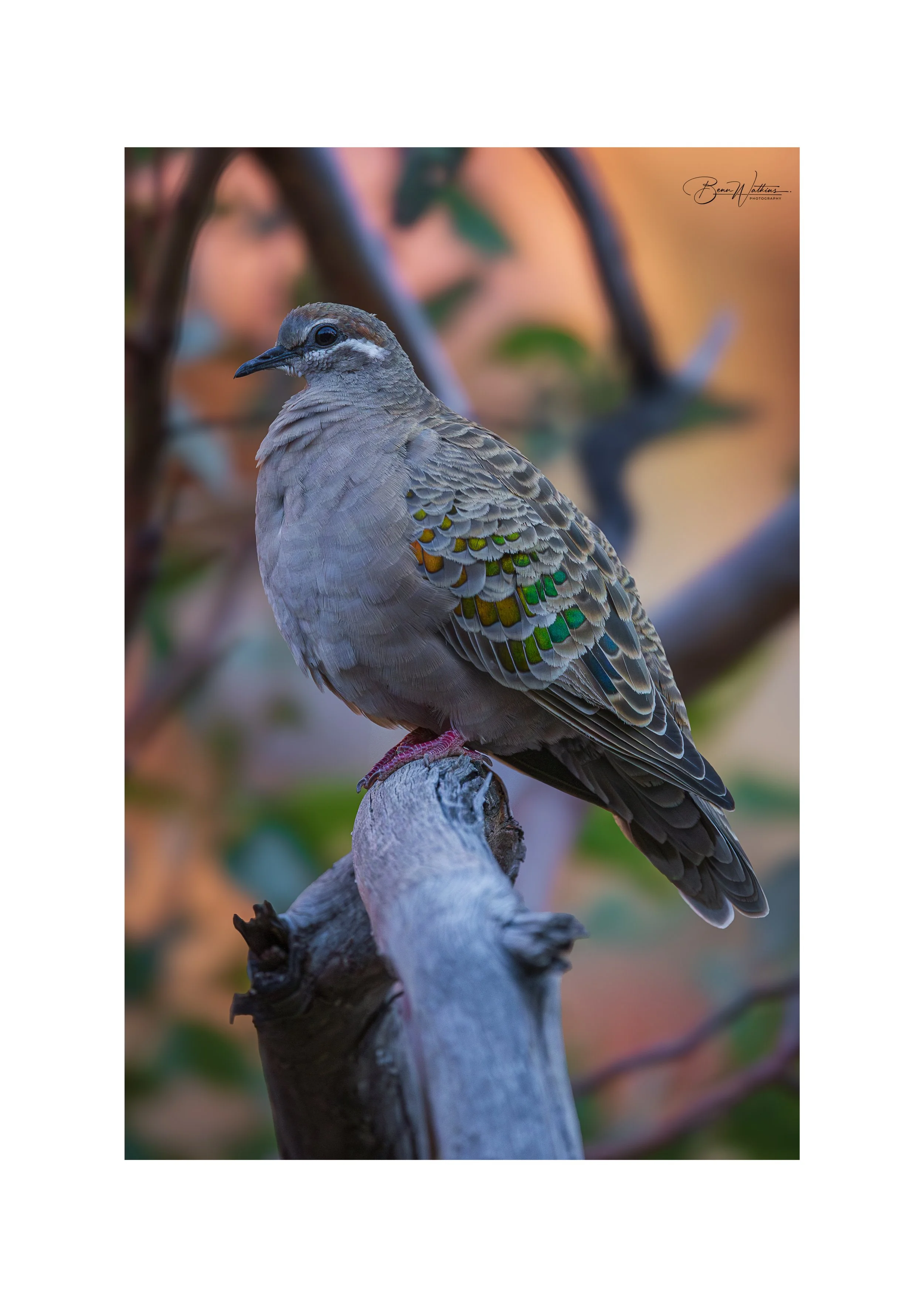 Bronzewing Web File .jpg
