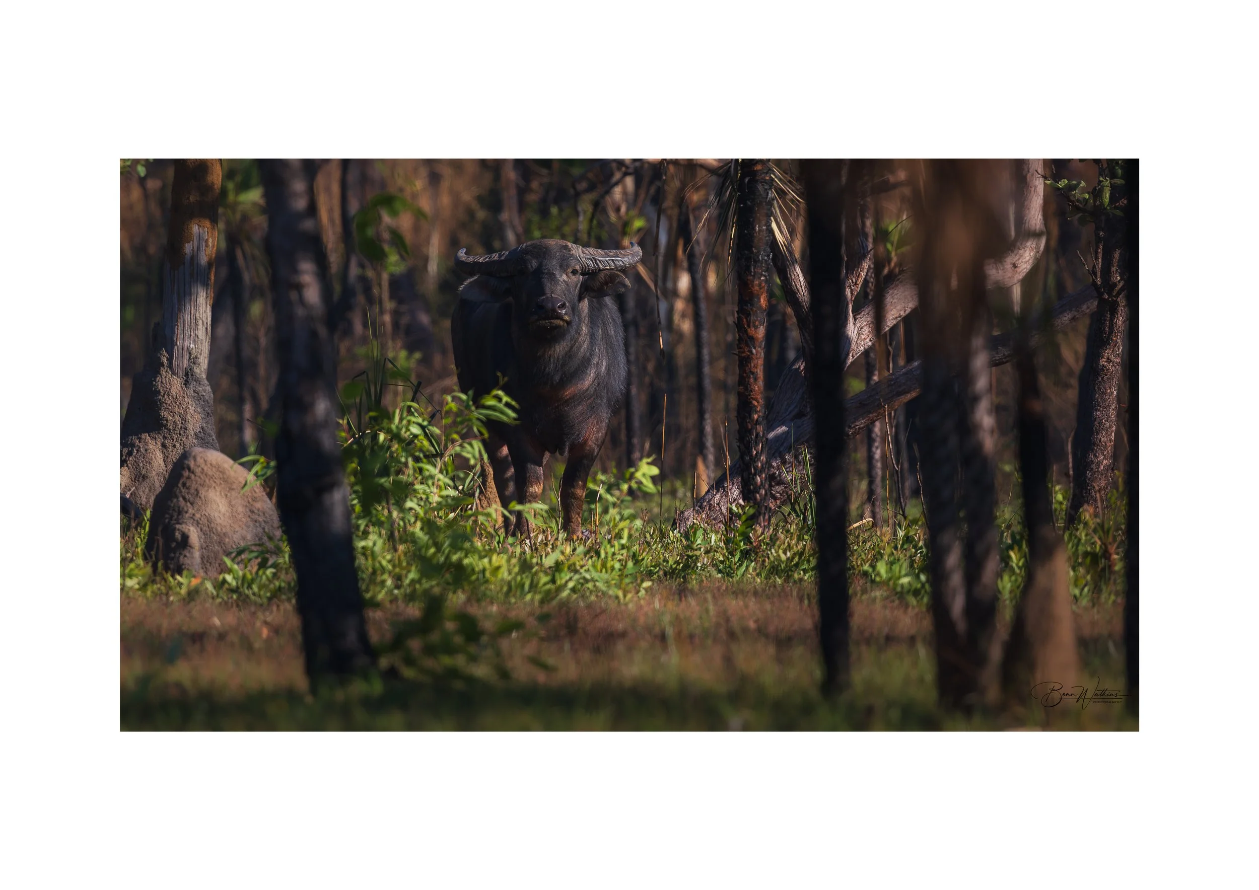 Wild Bill Web File .jpg