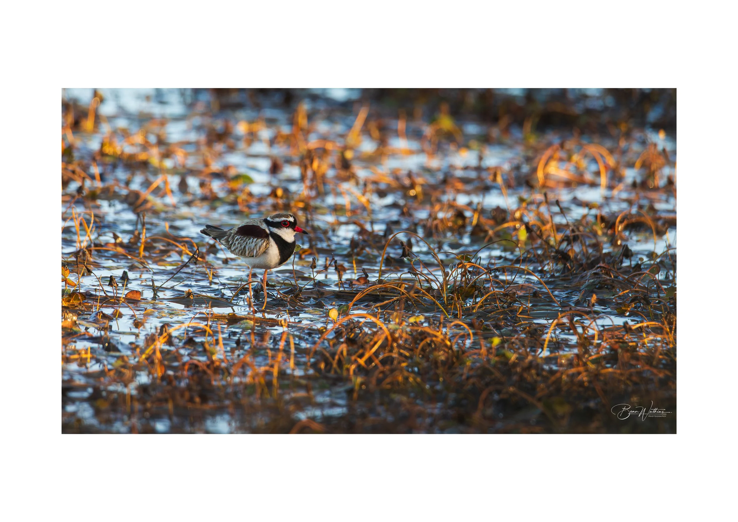 Drotterel Web File .jpg