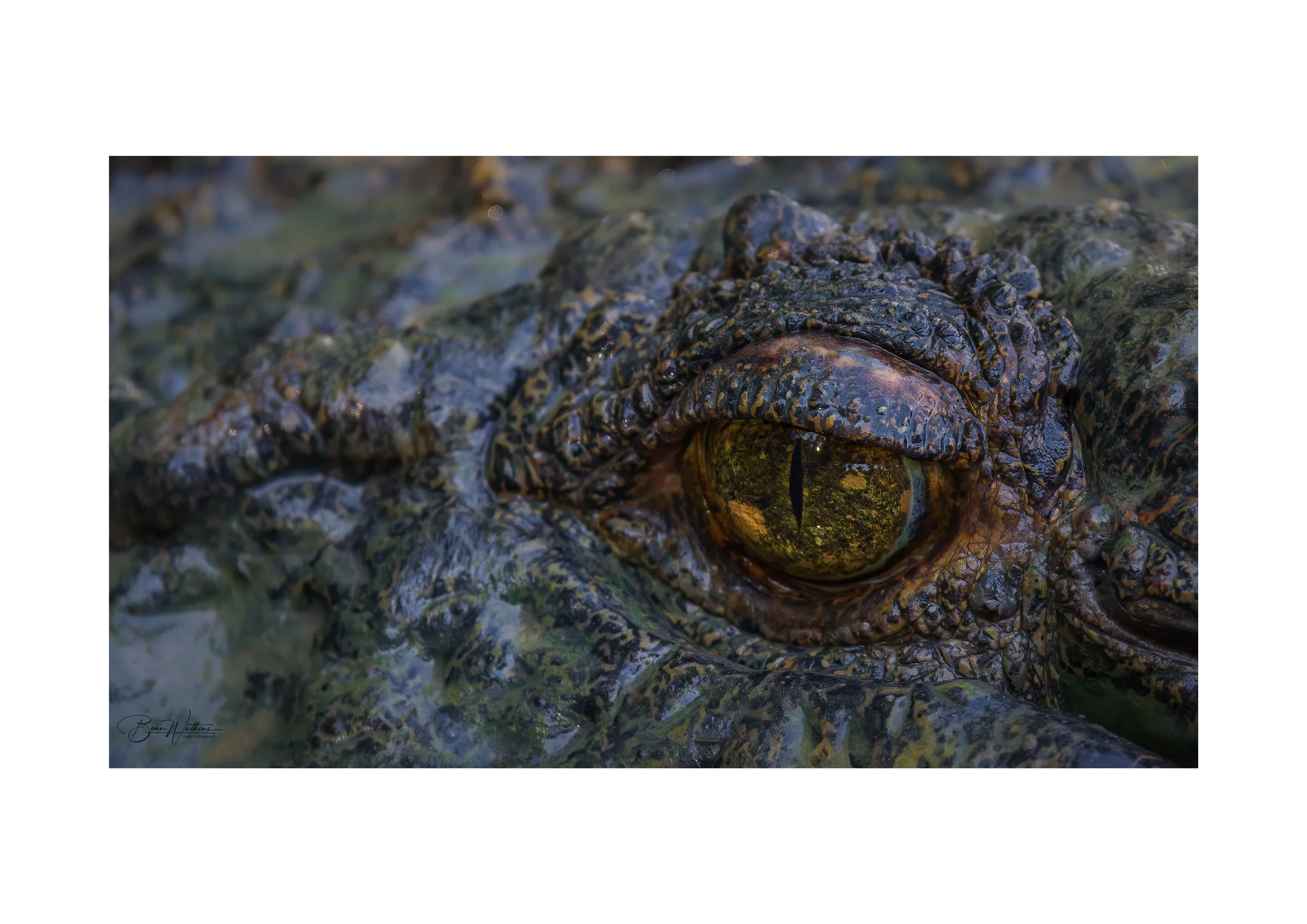 Killer's Eye Web File .jpg