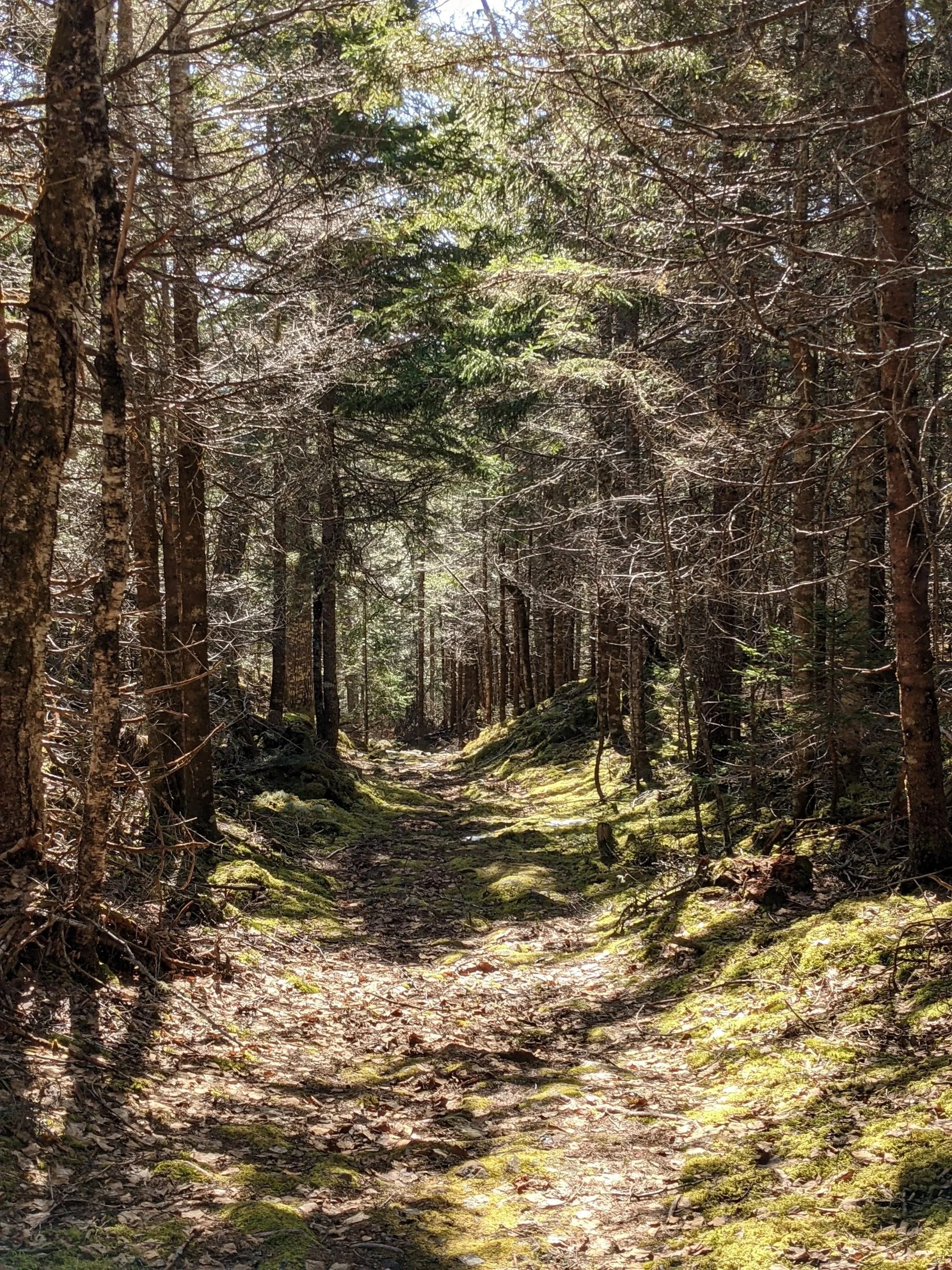 Sunlit forest trail through spruce and pine trees, Acadia National Park, Mount Desert Island, Maine