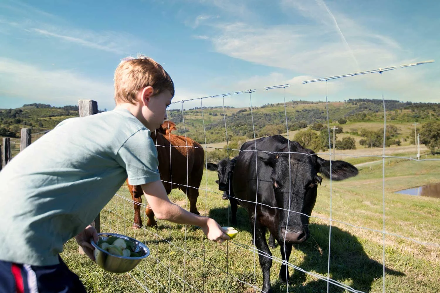 the-cabin-windy-hills-farm-view-cows-1.jpg