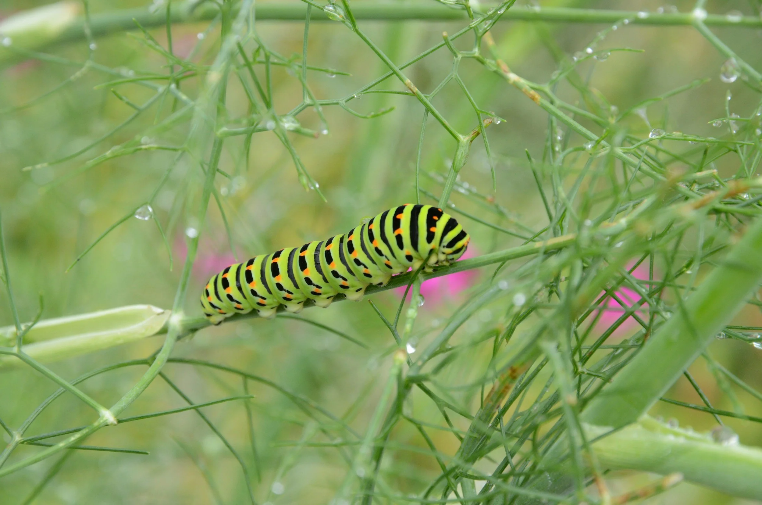 The Caterpillar That Hears Without Ears