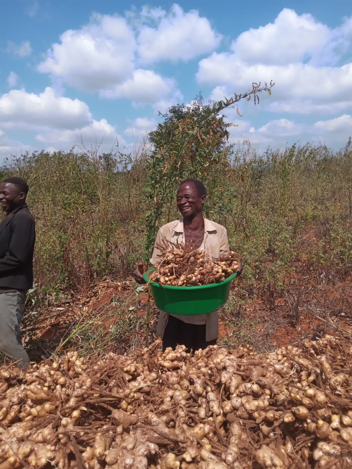 Sustainable Sourcing and Health Benefits of Organic Ginger