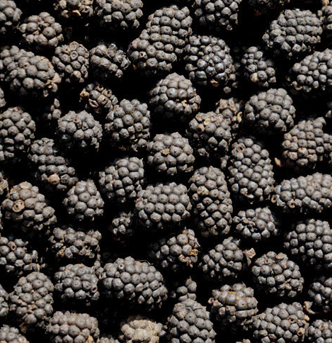 Assam Wild Pepper (Piper mullesua): A Rare Indigenous Spice from North East India