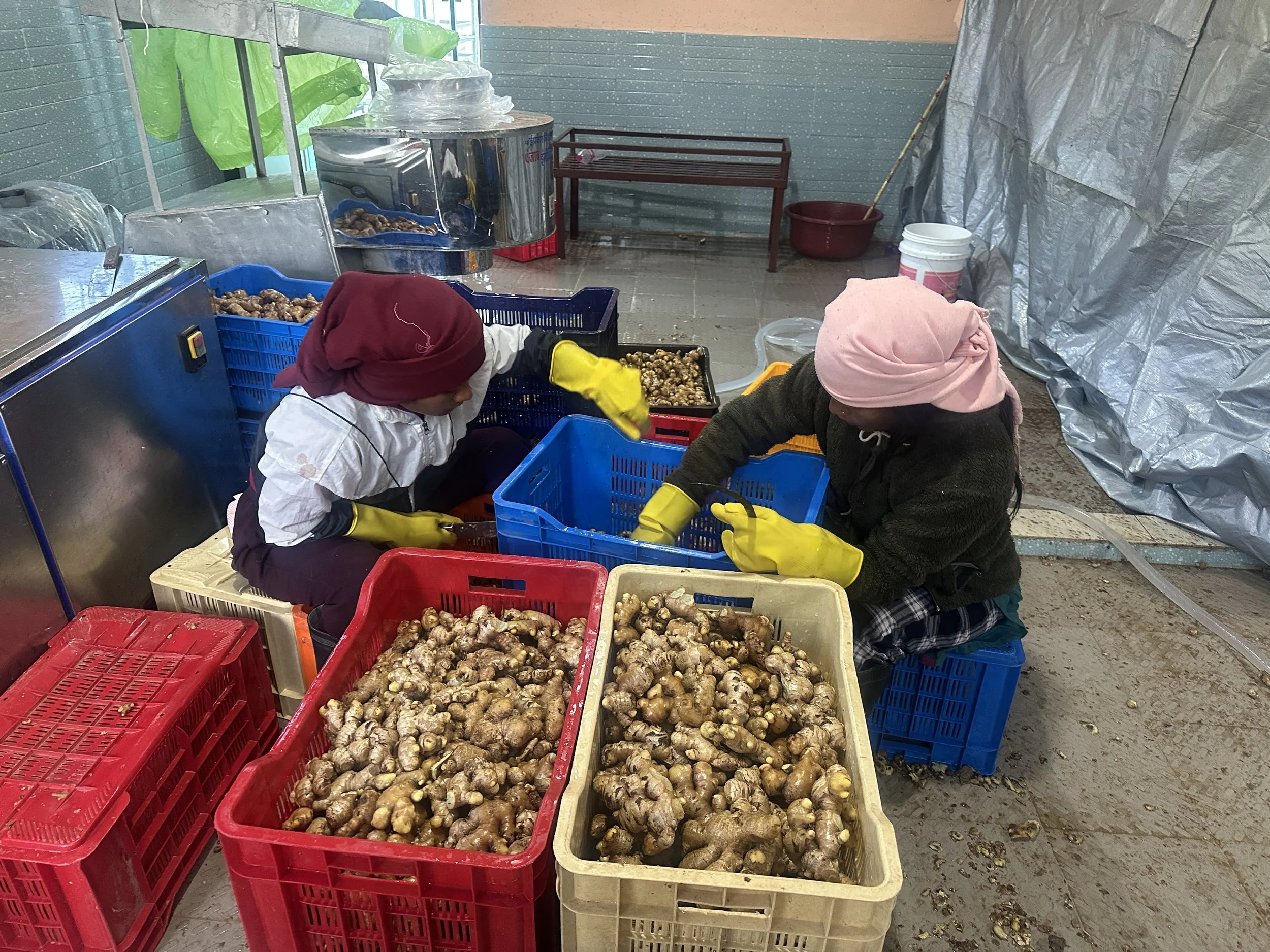 Ginger Cleaning Process - Galdha, Nepal