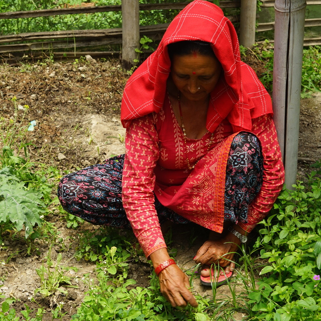 An elderly woman dressed in red and black traditional attire, crouched down in a garden tending to plants.