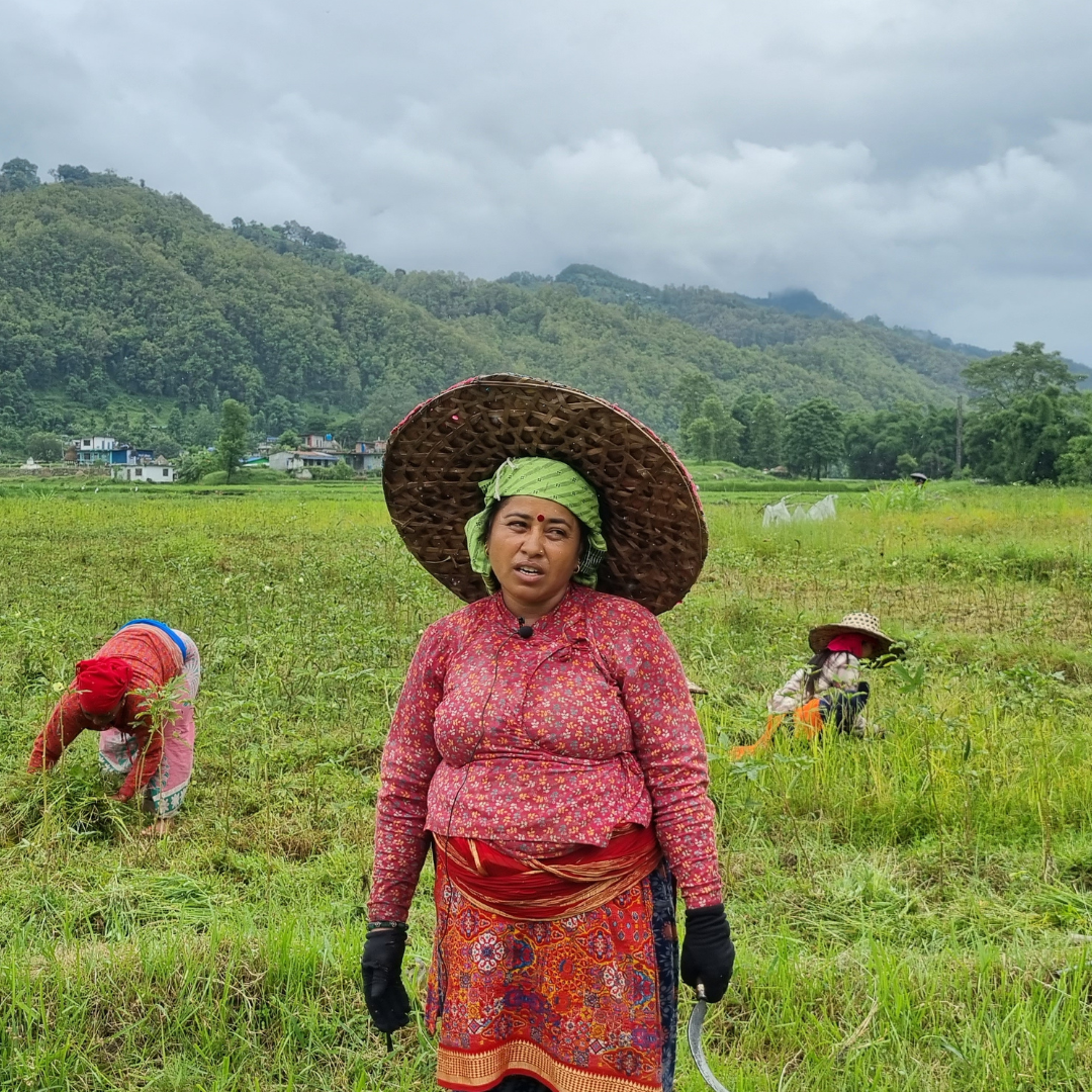 A woman in traditional clothing, wearing a large woven hat and a green headscarf, stands in a lush green field with mountains in the background. Other women are working in the field.