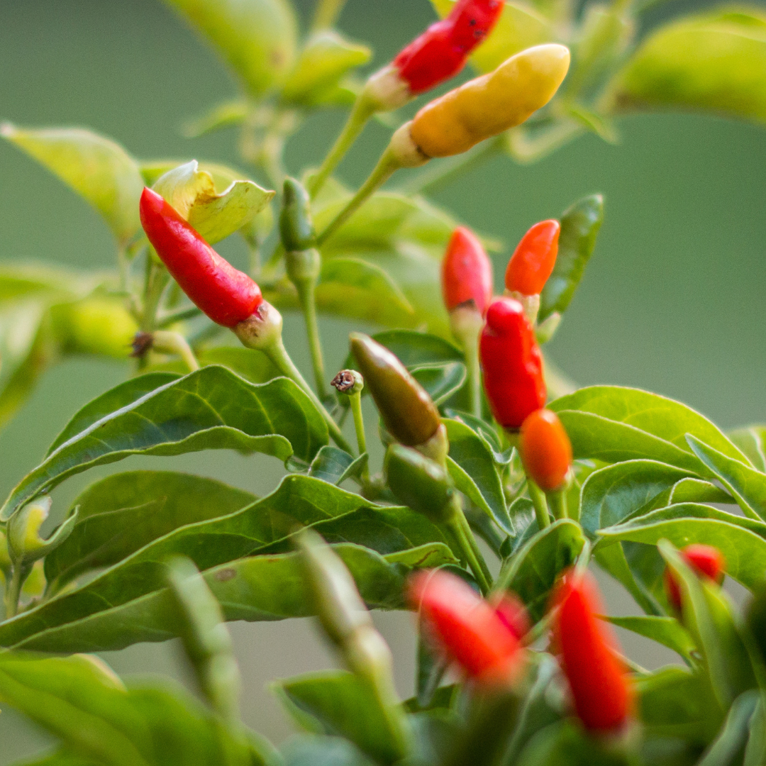 Bird Eye Chili