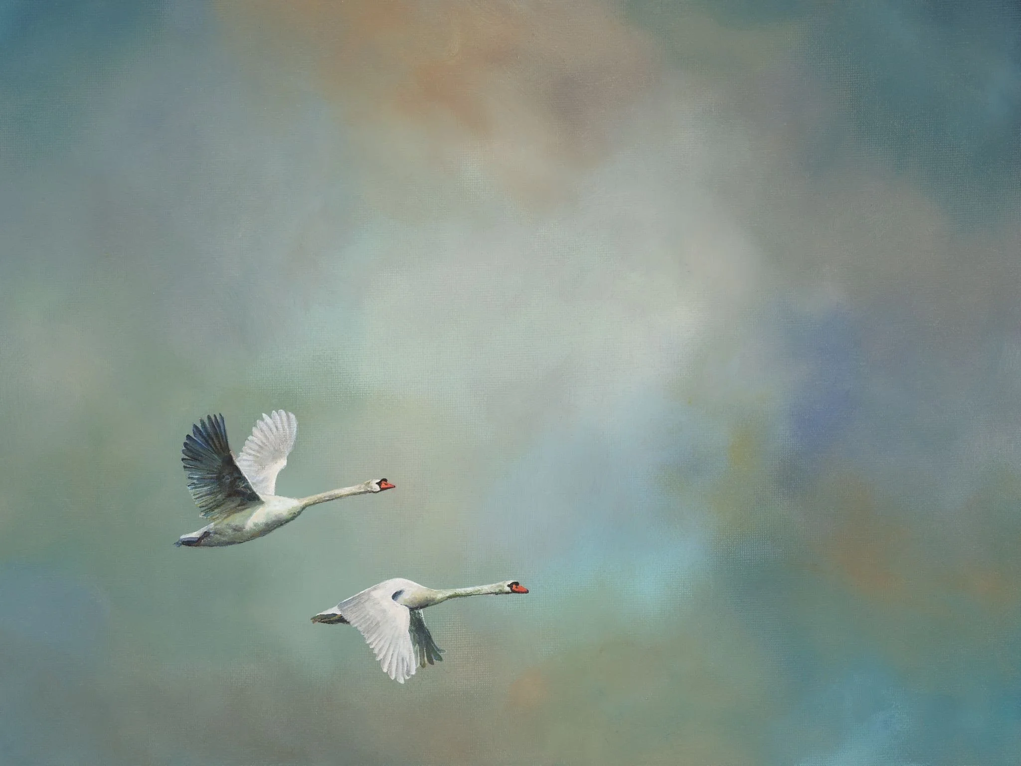 STEPHI CORK | Unspoken - (Mute Swans) | 
