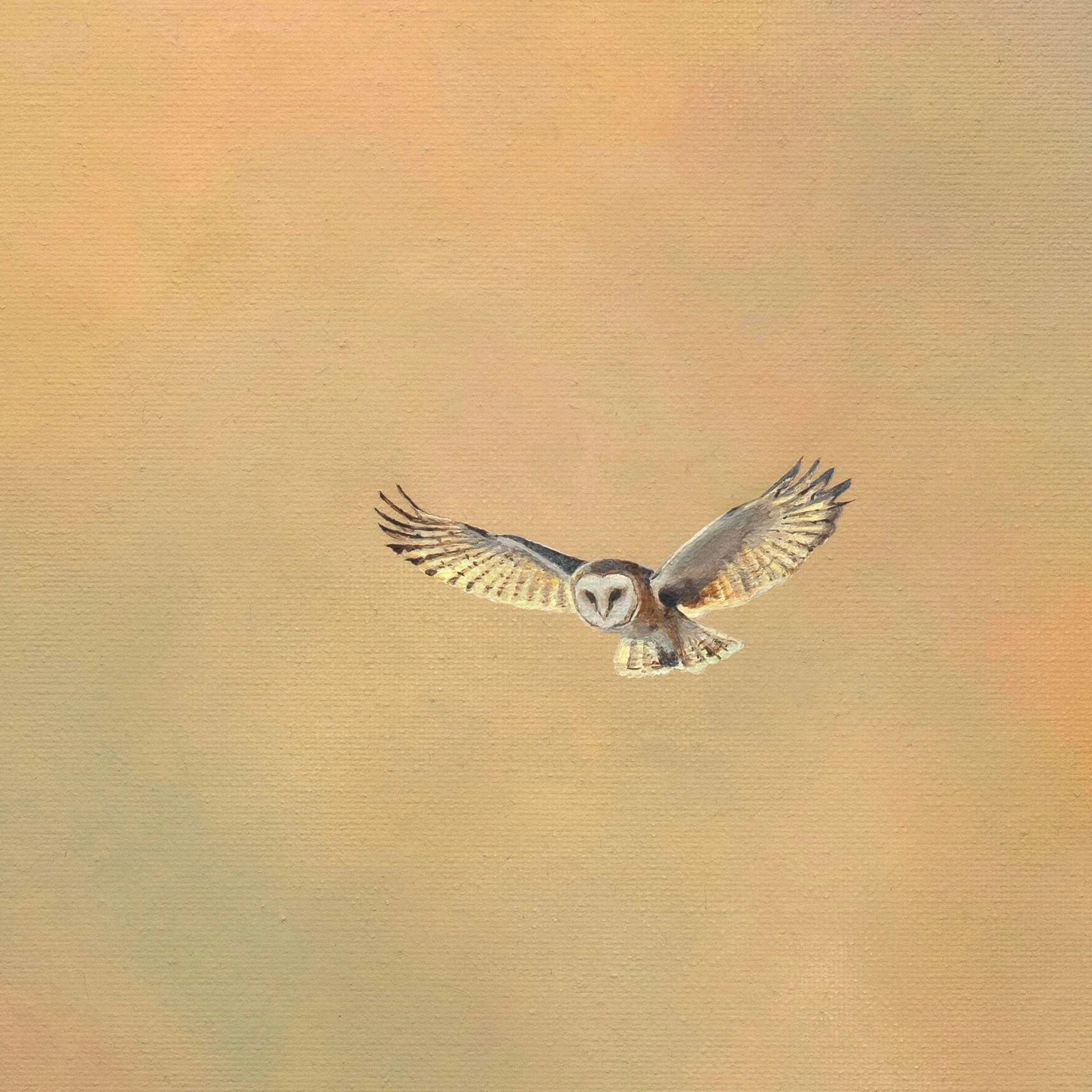 STEPH CORK | The Watchful Gaze (Barn Owl) 
