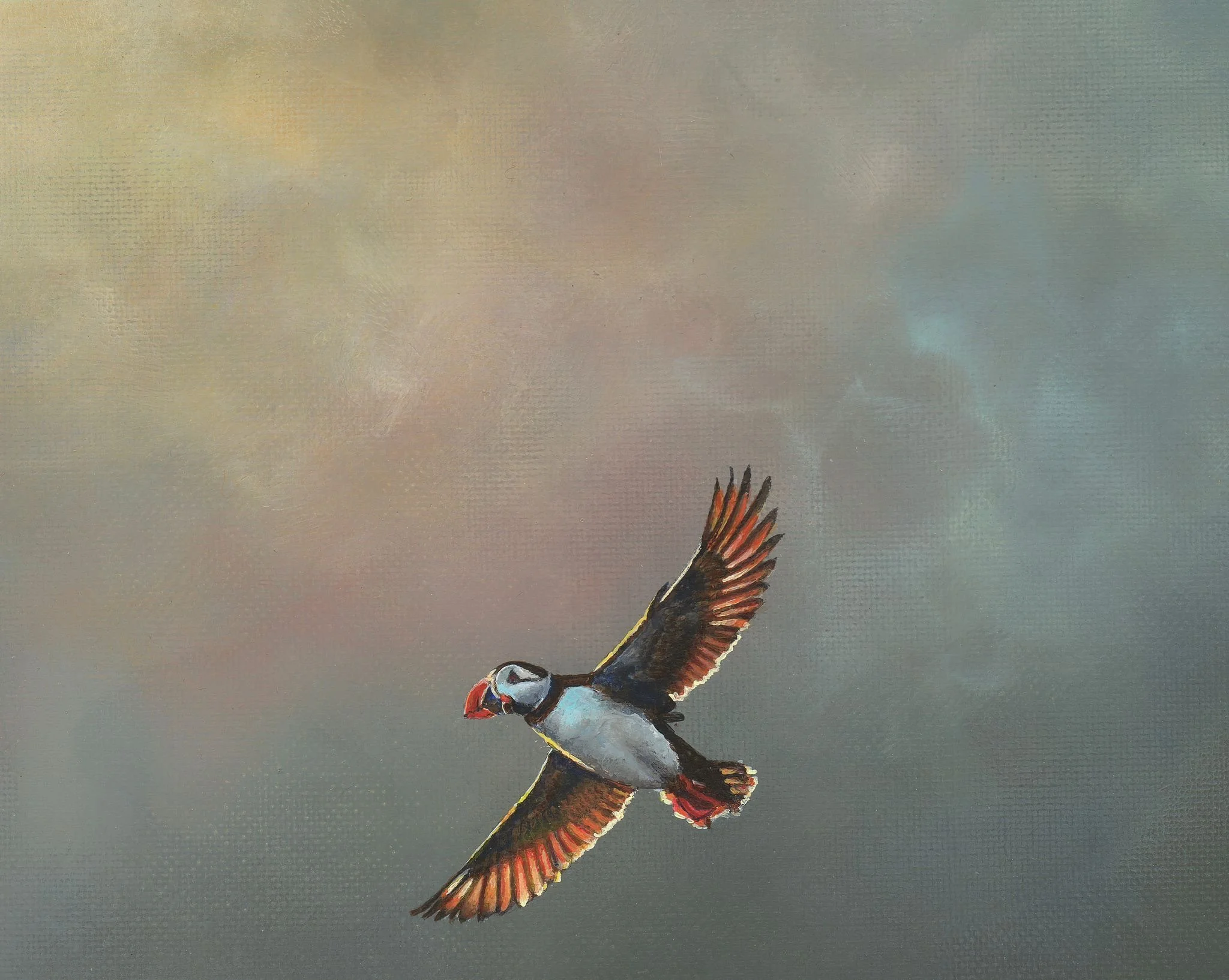 STEPH CORK |  Harbour (Puffin)