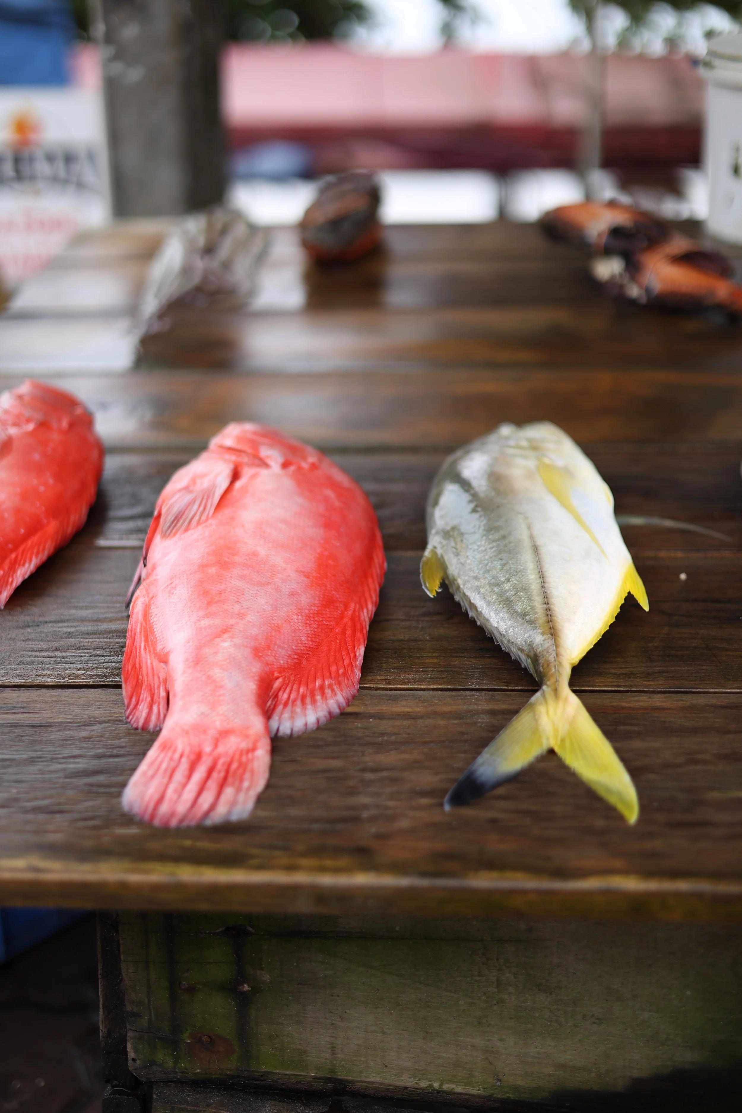 marché-au-poisson-sri-lanka