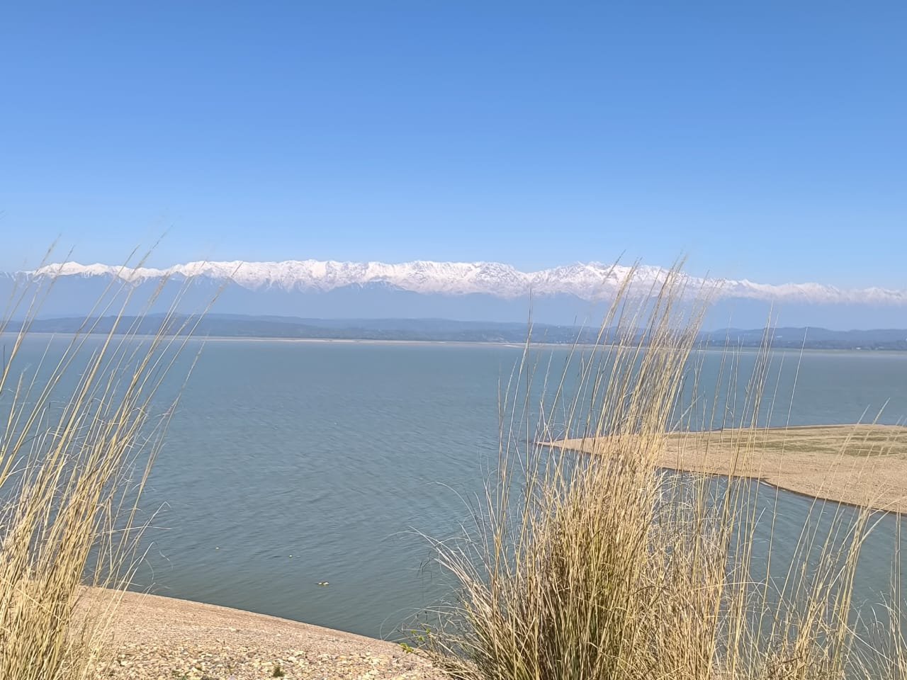 View of a serene lake with tall grass in the foreground, distant snow-capped mountains, and a clear blue sky.