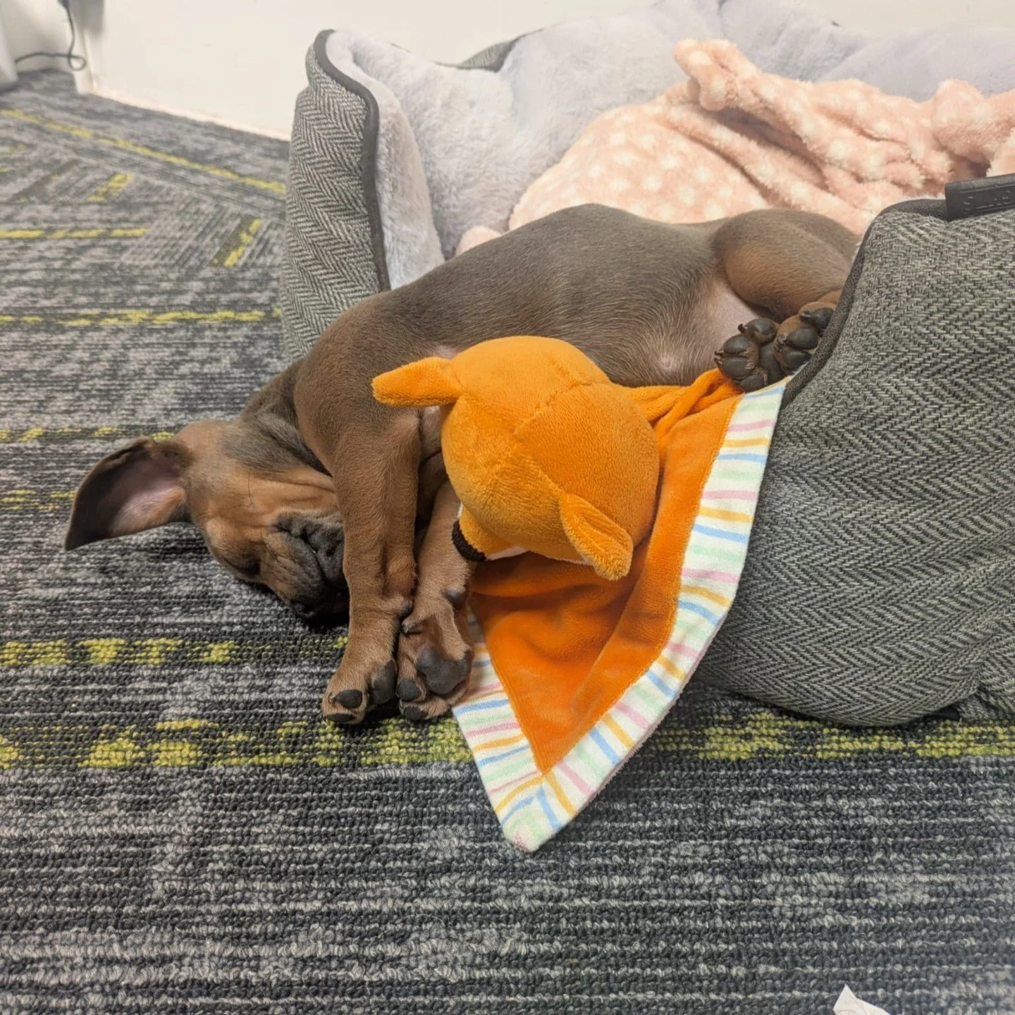 It&rsquo;s International Dog Day 🐾
(&hellip;we nearly missed it)

We&rsquo;ve been pretty quiet on here lately (turns out being busy will do that), but we had to stop and appreciate the youngest (and cutest) member of the Voodoo team &mdash; Dolly.

