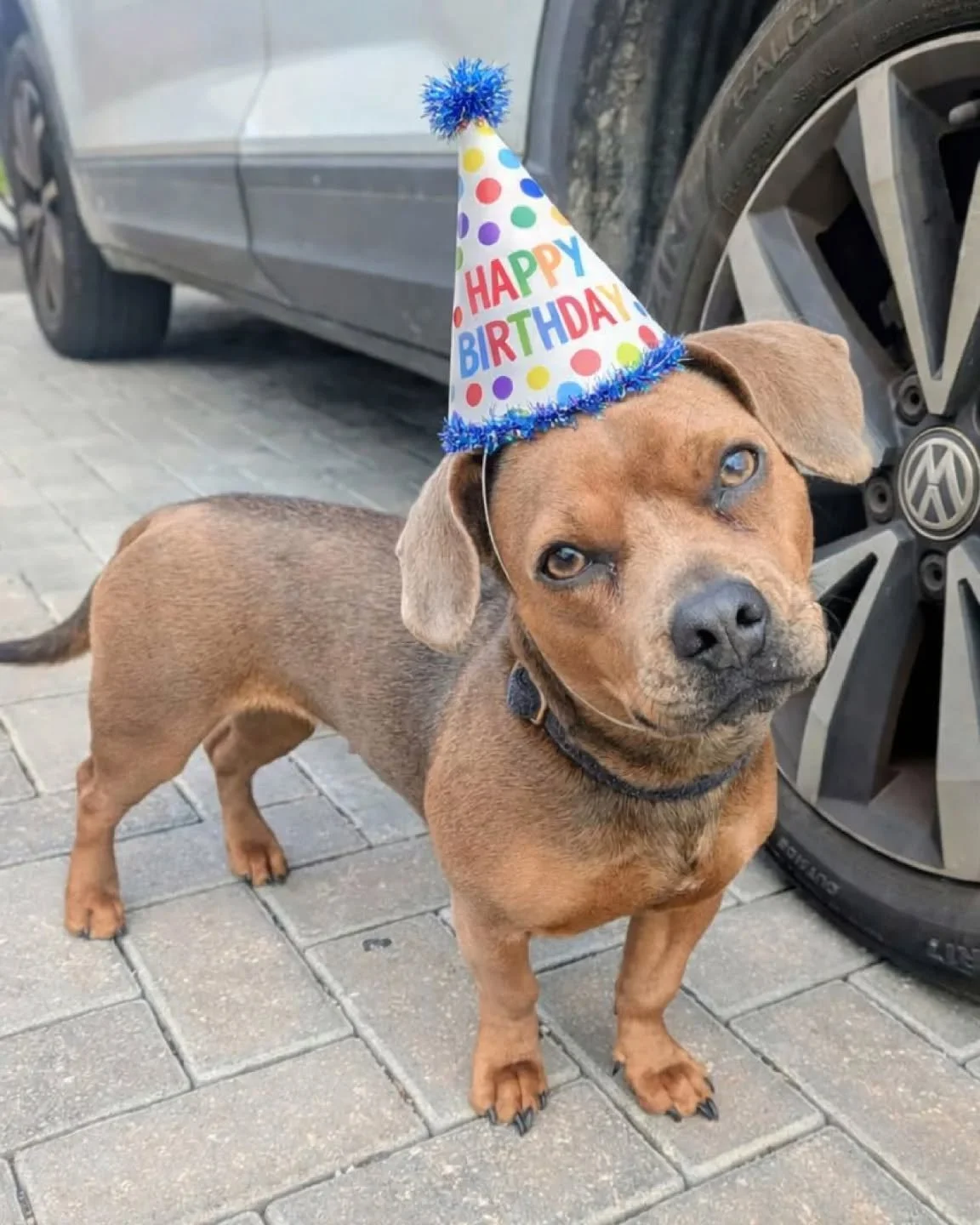 It's Dolly's Birthday 🥳 

Our lil pup turns 1 today! 

She's already had steak for breakfast and a rash of bacon from the hot food truck... and it's only 10am. 

She might be a bit of a nightmare at times and her bark is definitely bigger than she i