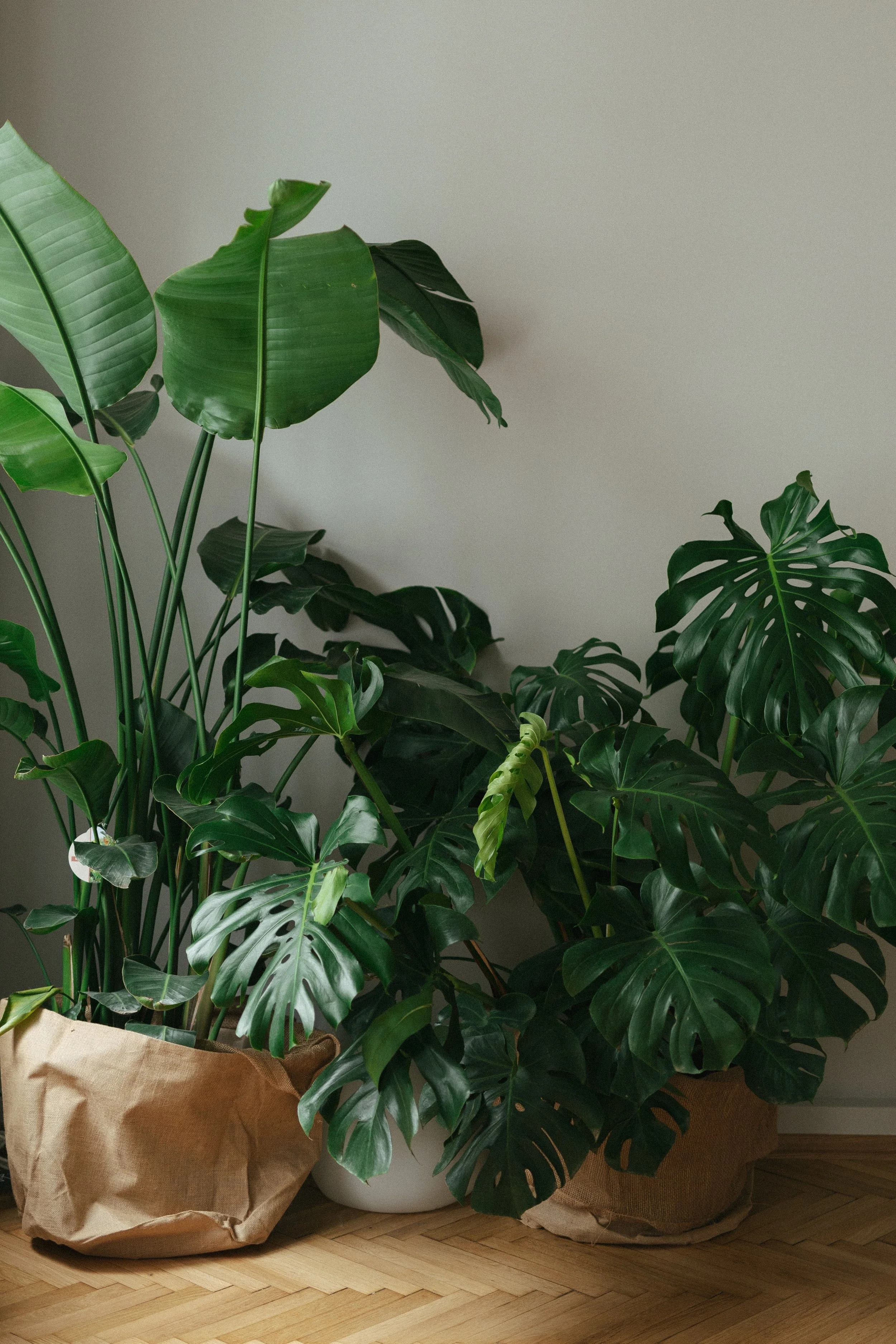 Mehrere Topfpflanzen, darunter eine Monstera und eine Banane, in Papiertüten vor einer weißen Wand auf einem Holzboden.