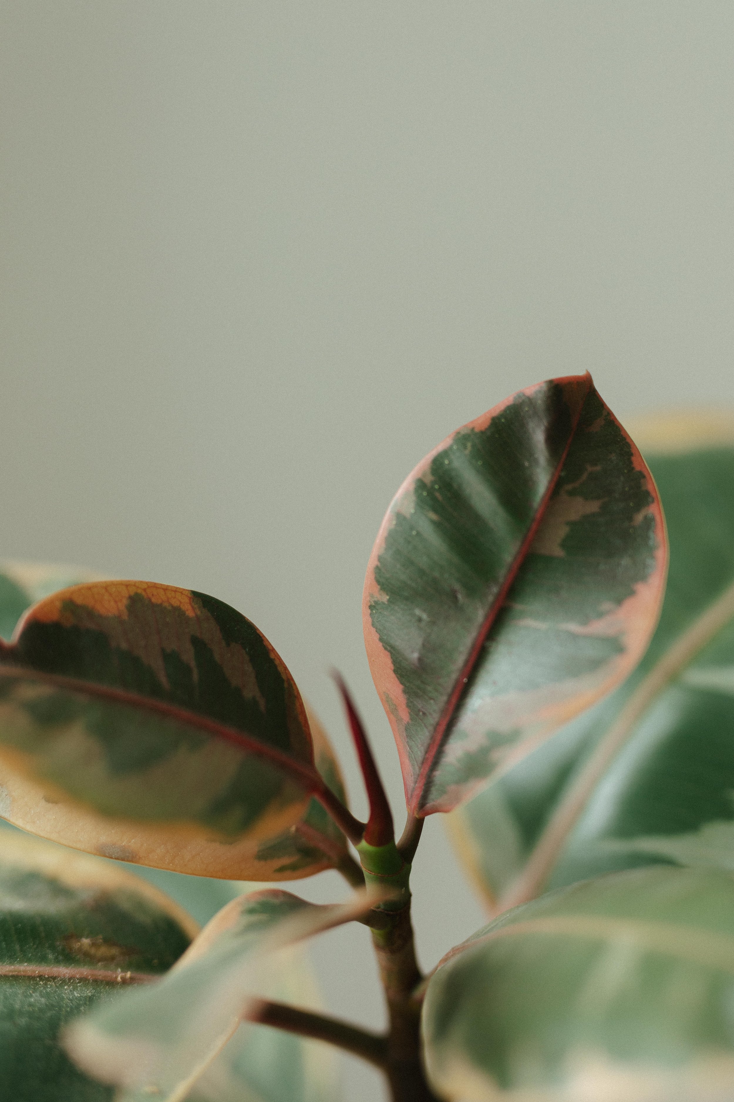 Nahaufnahme von buntgefärbten Pflanzenblättern vor einem hellen Hintergrund.