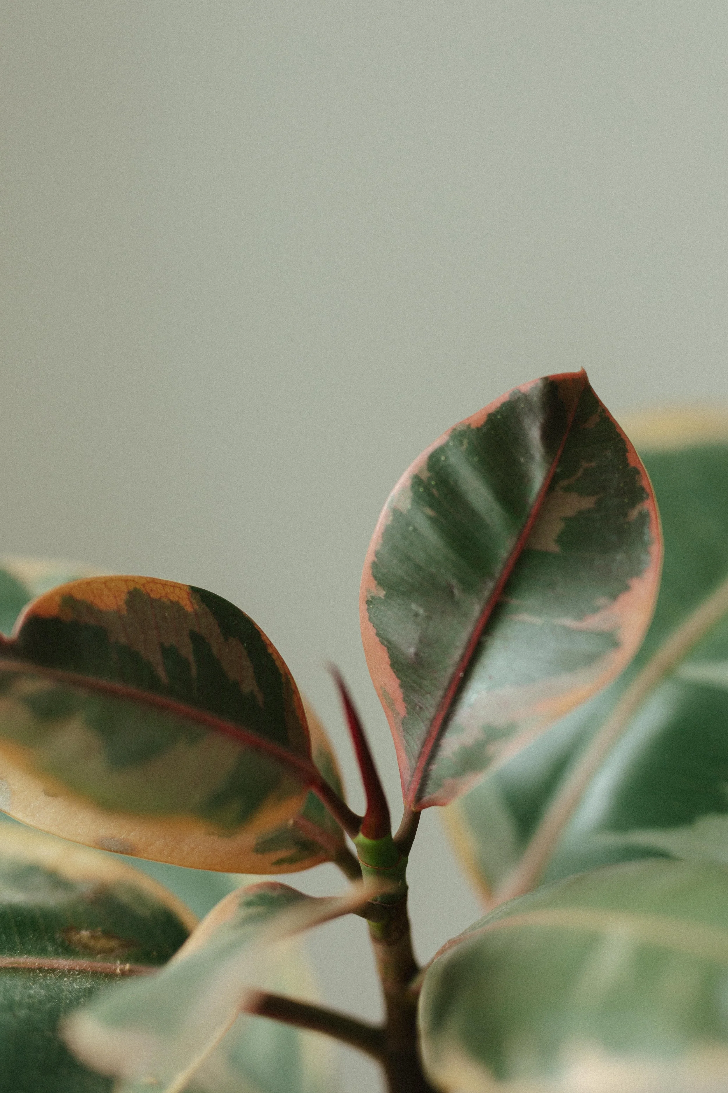 Nahaufnahme von bunten, variegierten Blättern einer Pflanze, mit glatten Oberflächen und rotem und grünem Farbverlauf.