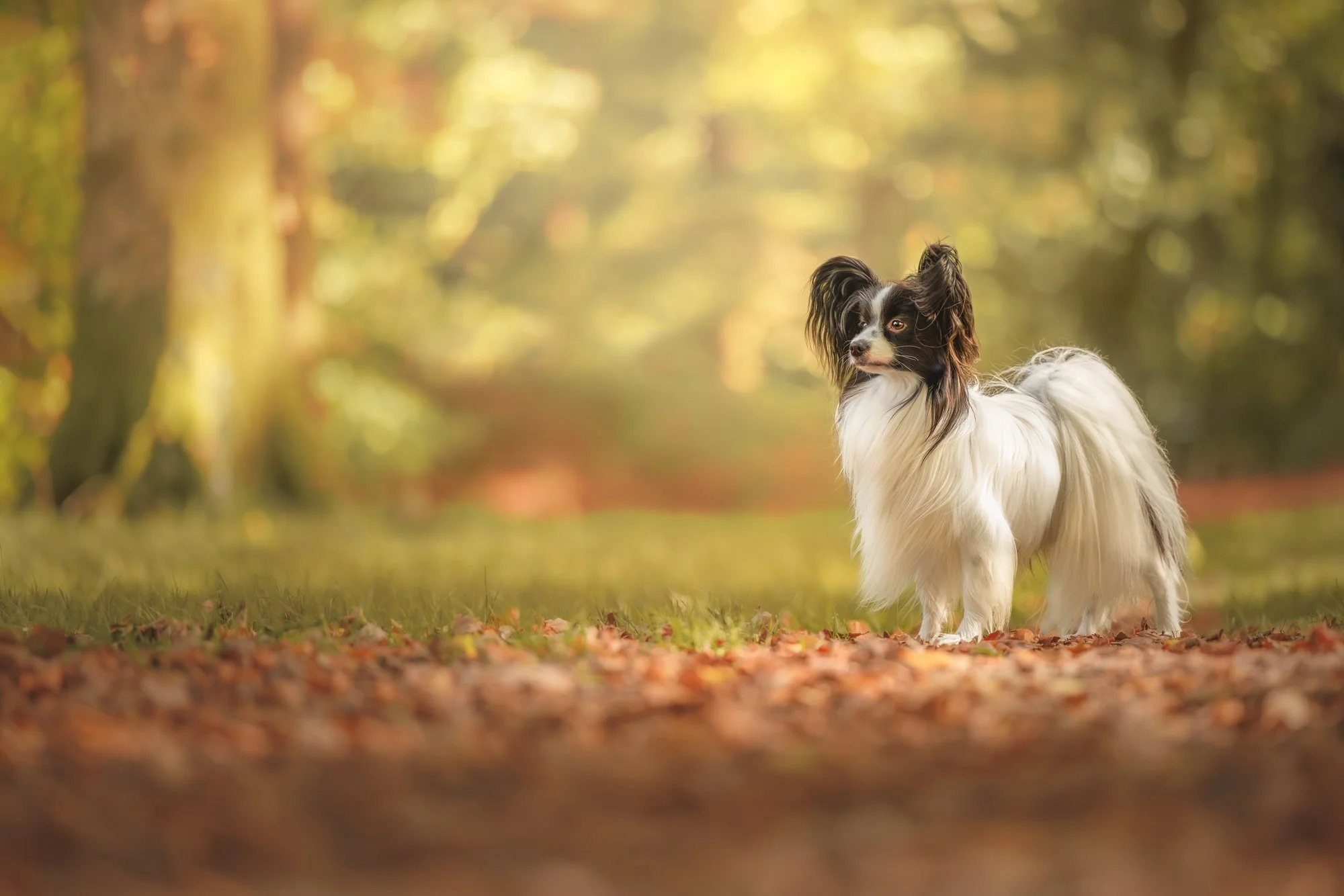 Wolfie & Lil Photography, Devon & Dorset dog photographer - Black flat coated retriever with long, wavy fur sitting on grass in a green outdoor setting.