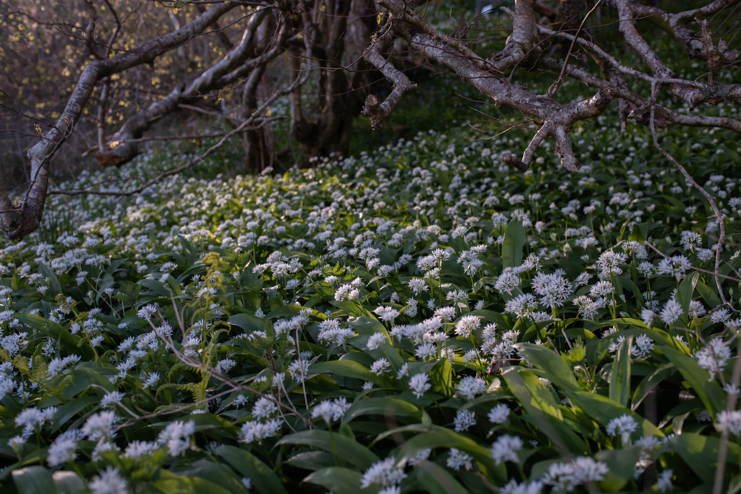 KilchoanTrust-April24 (366).jpg