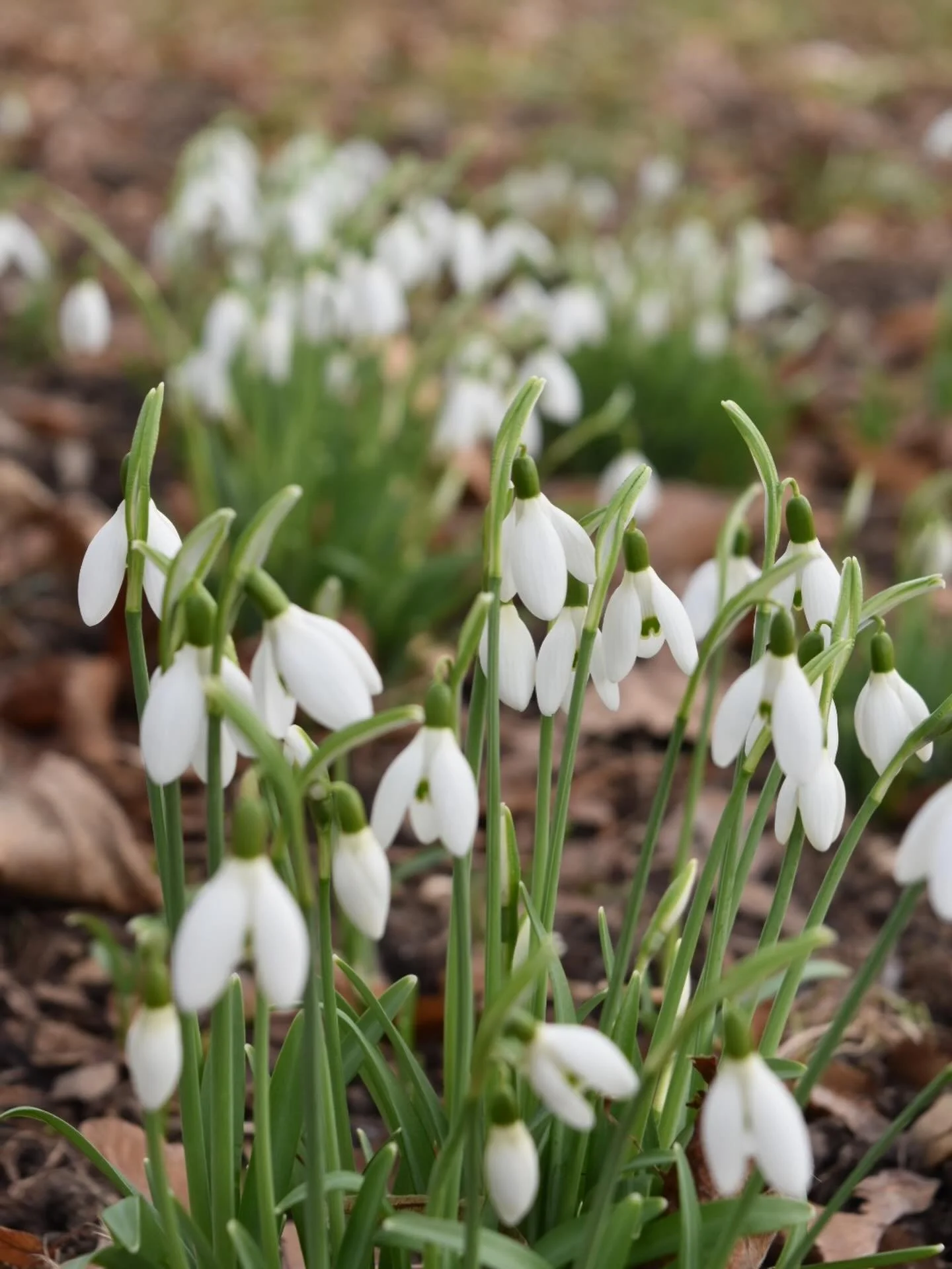 Snowdrops in the park #chateaudechavigny